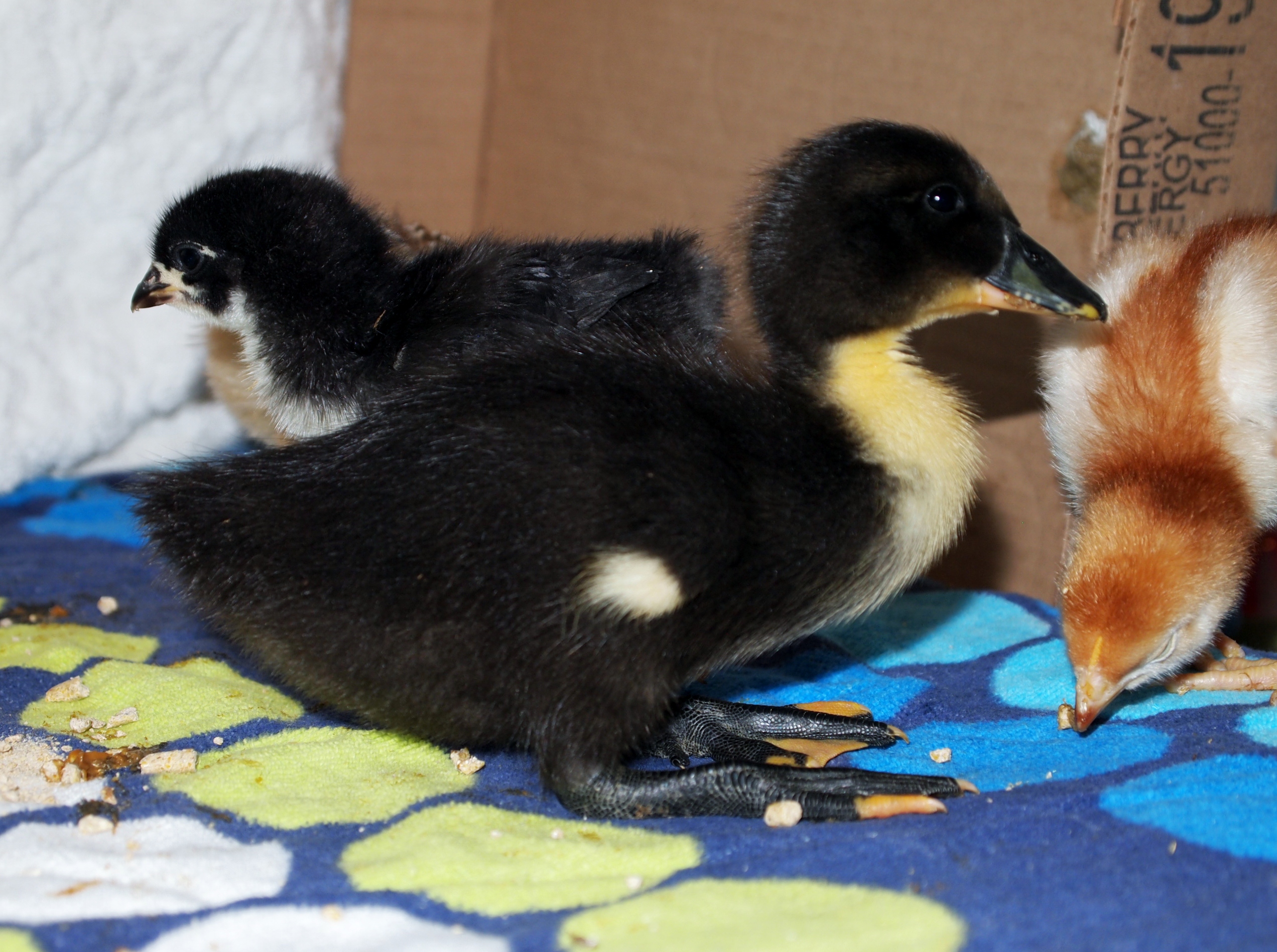 Duck#2 
#6 rir
#7 black orph