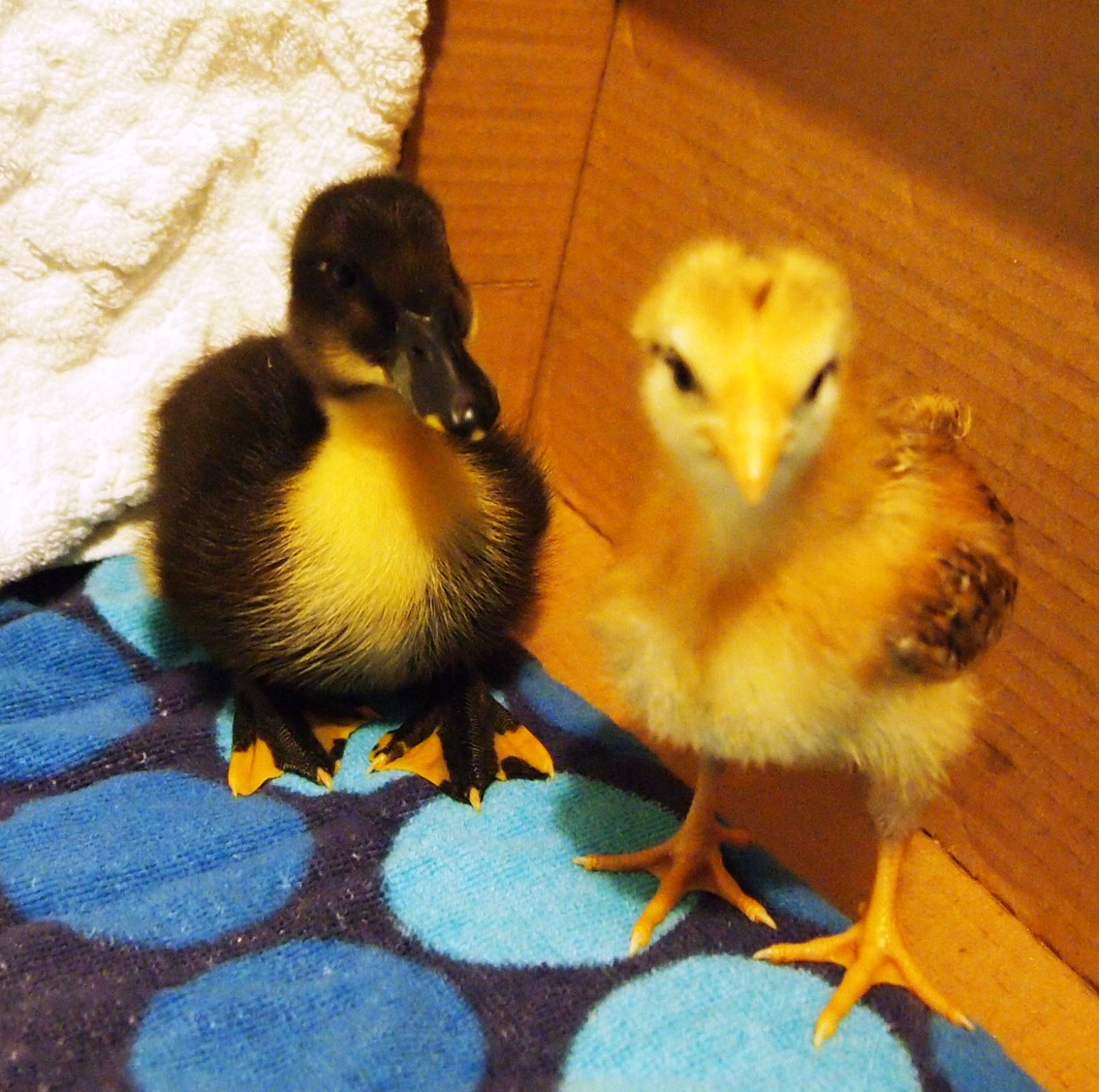 Duck #2 
Chick#4 ee