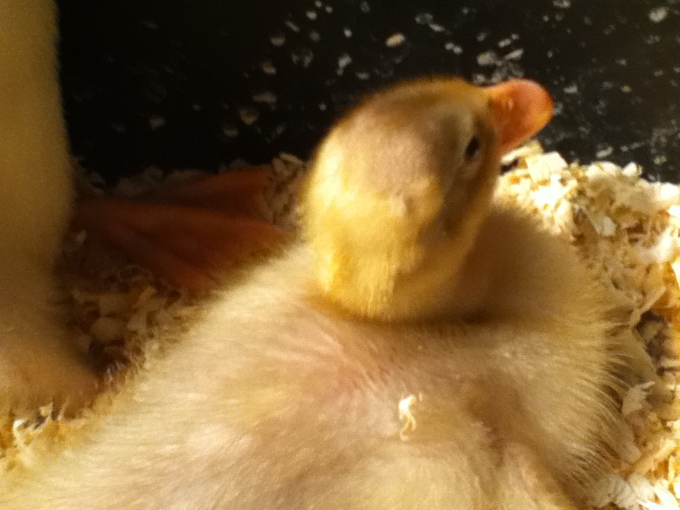 Duck#2