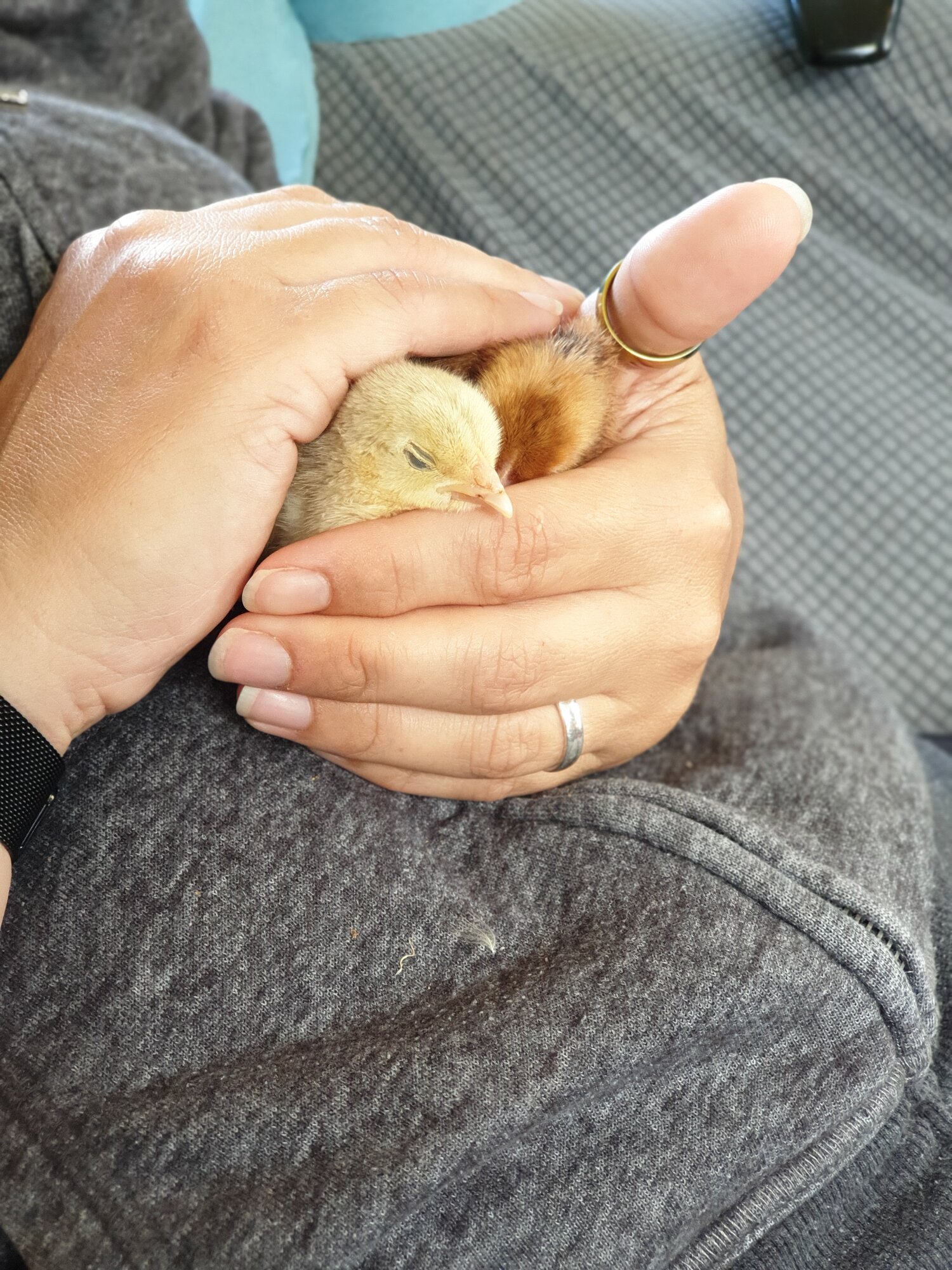 Duck and Bob