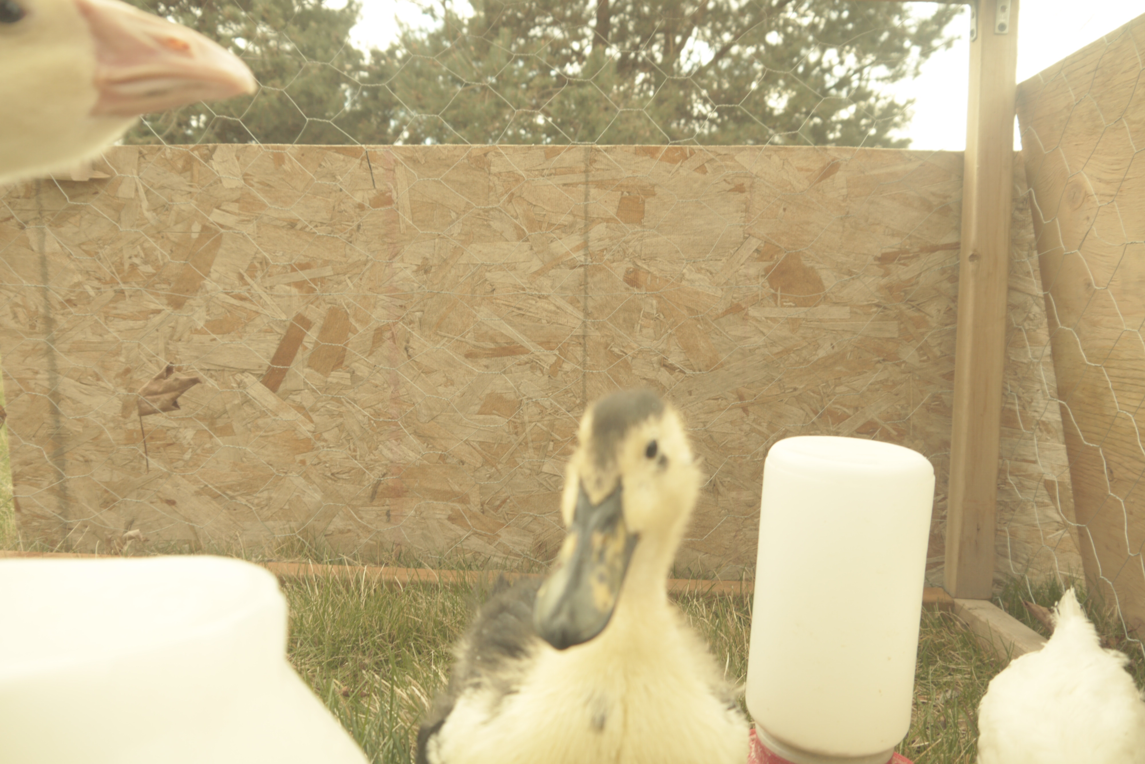 Duck as my daughter has named him so.