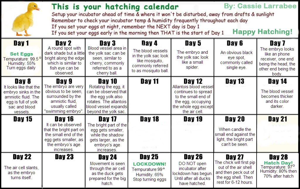 Duck calendar.