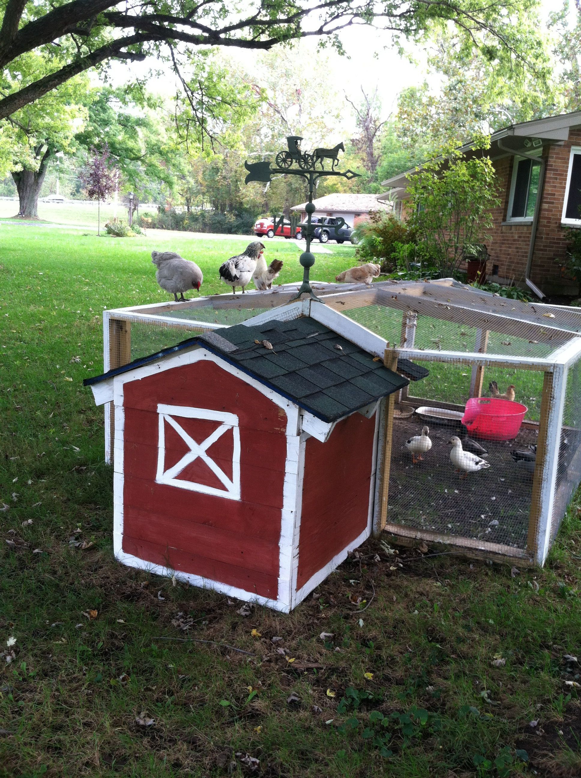 Duck coop we built. Chickens like to play on top of it.