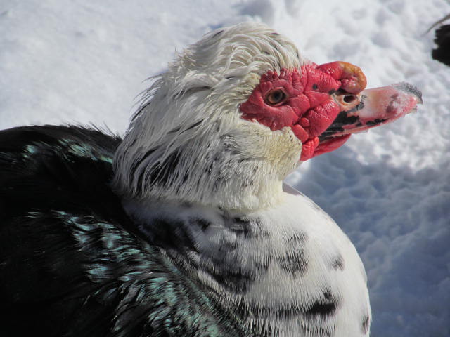 Duck Dad

Drako Malfoy