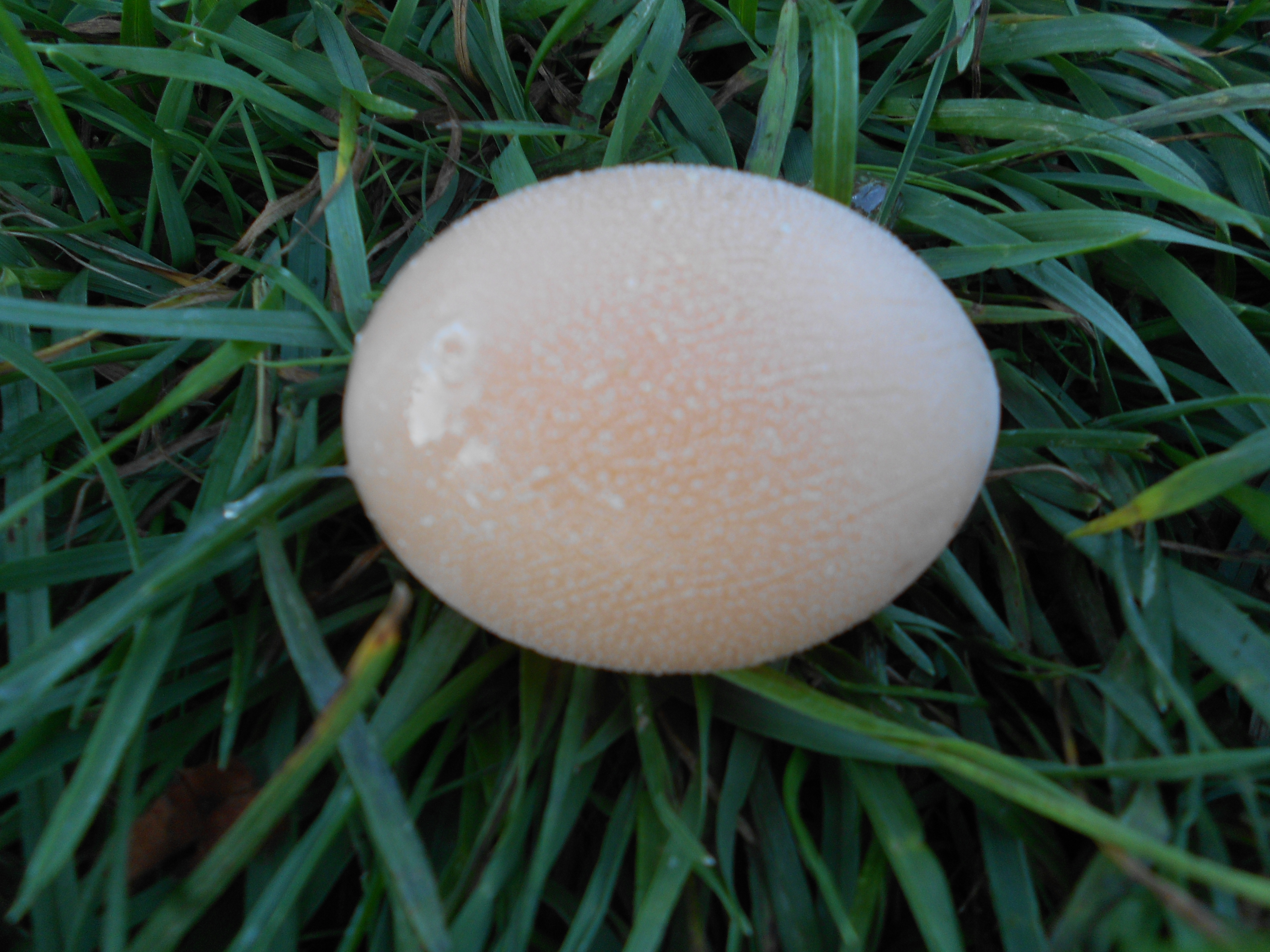Duck Egg #2
no shell