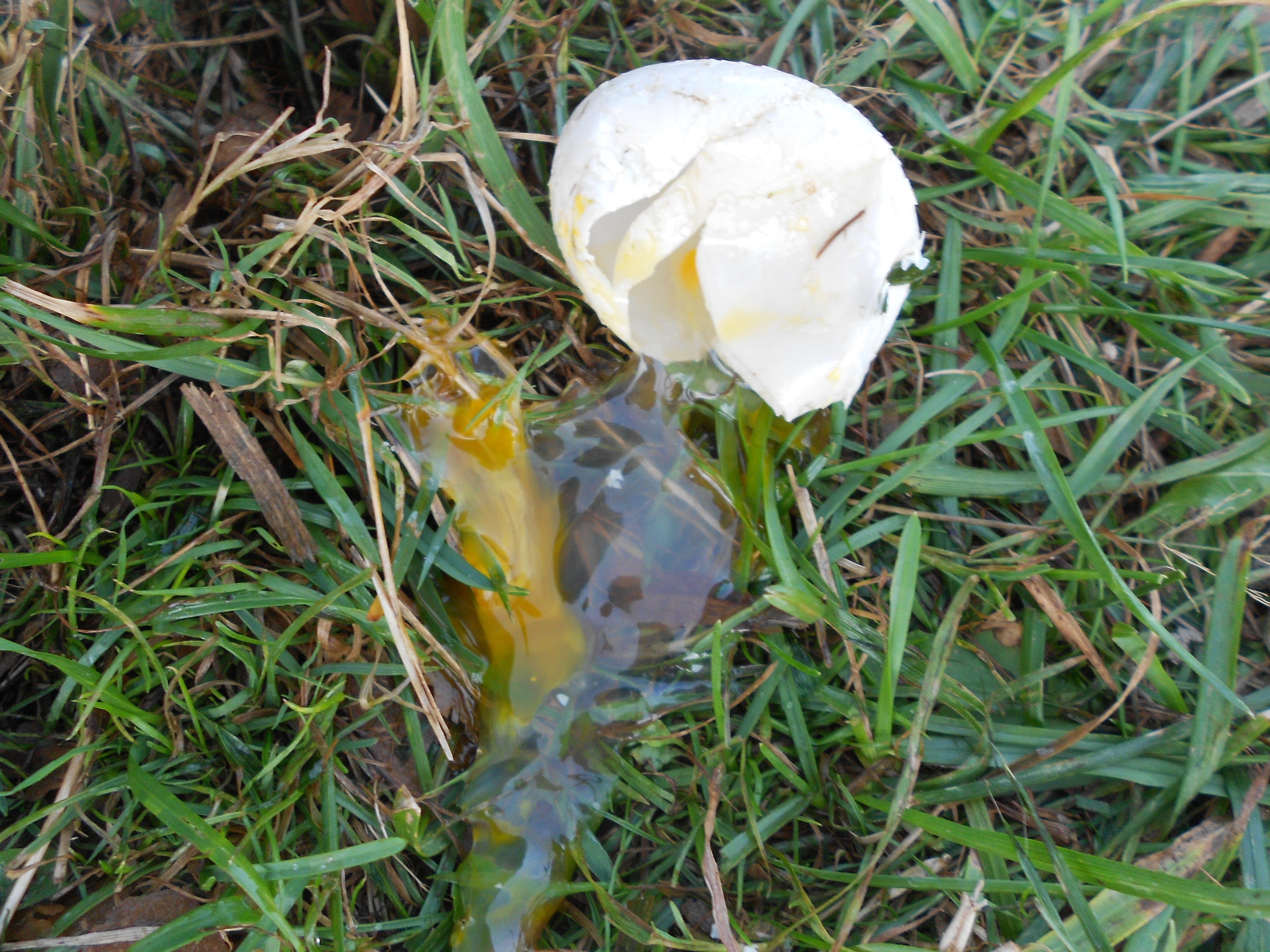 Duck Egg #3
very soft shell