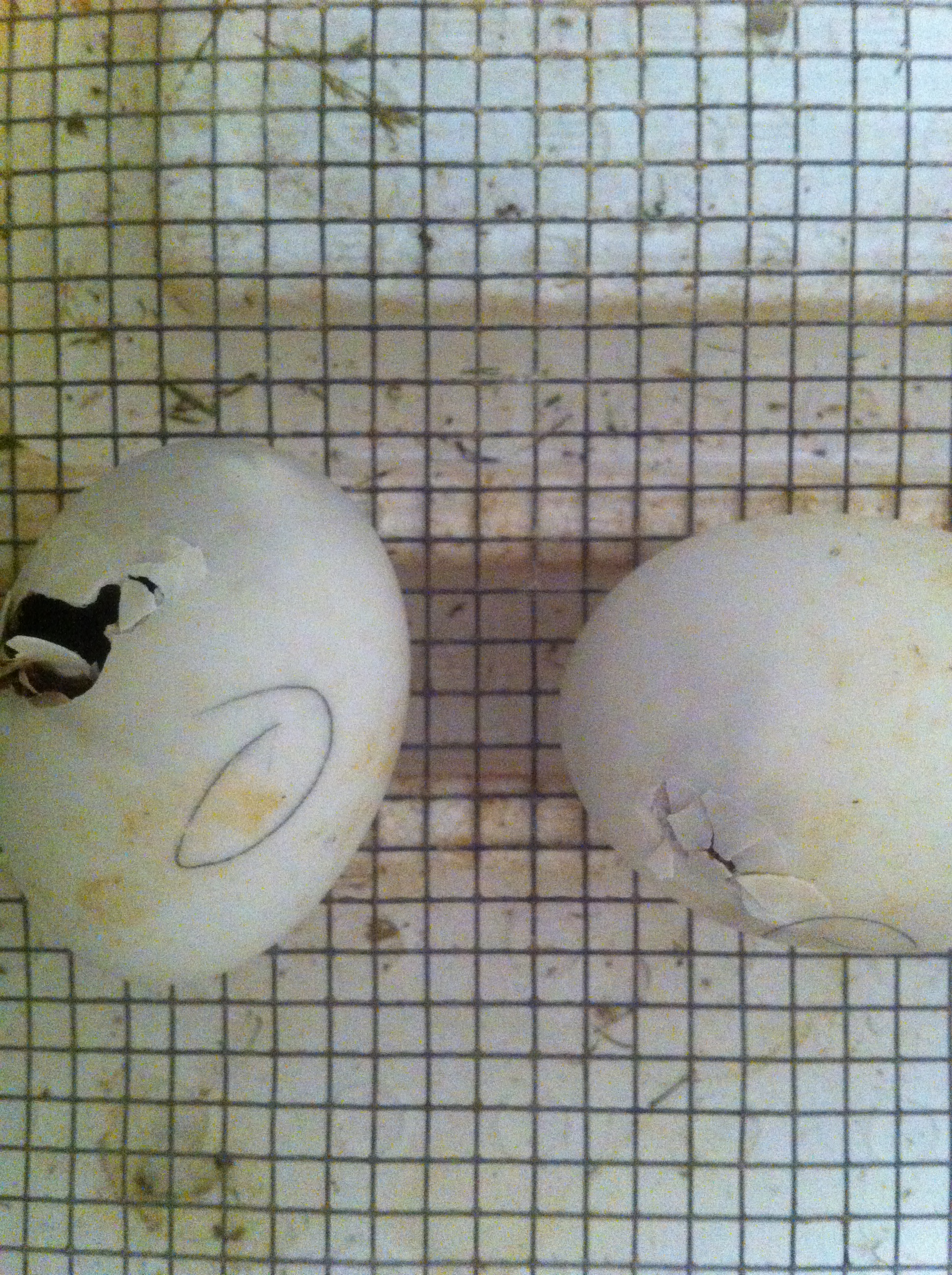 duck eggs hatching