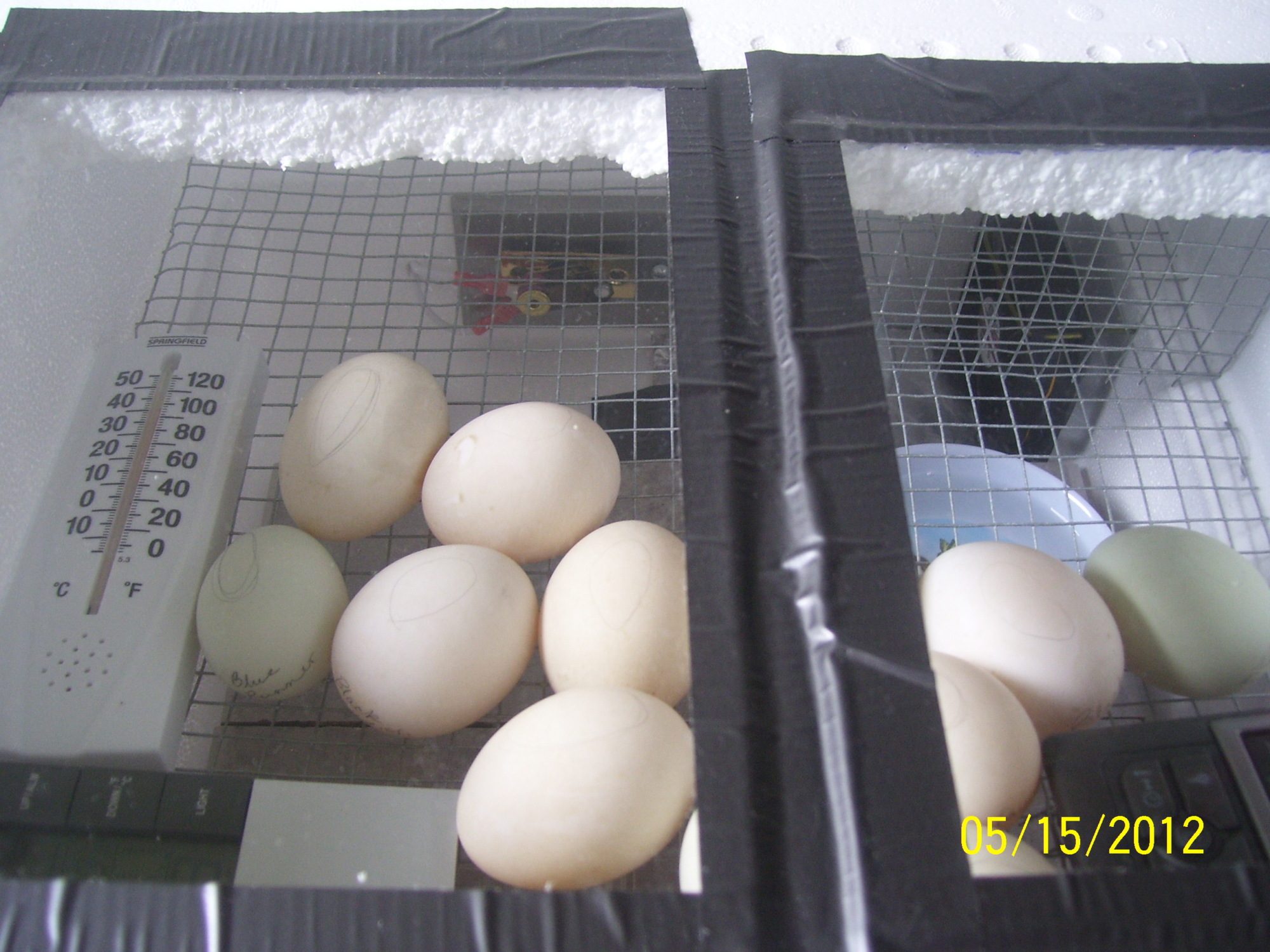 Duck eggs in my homemade incubator.