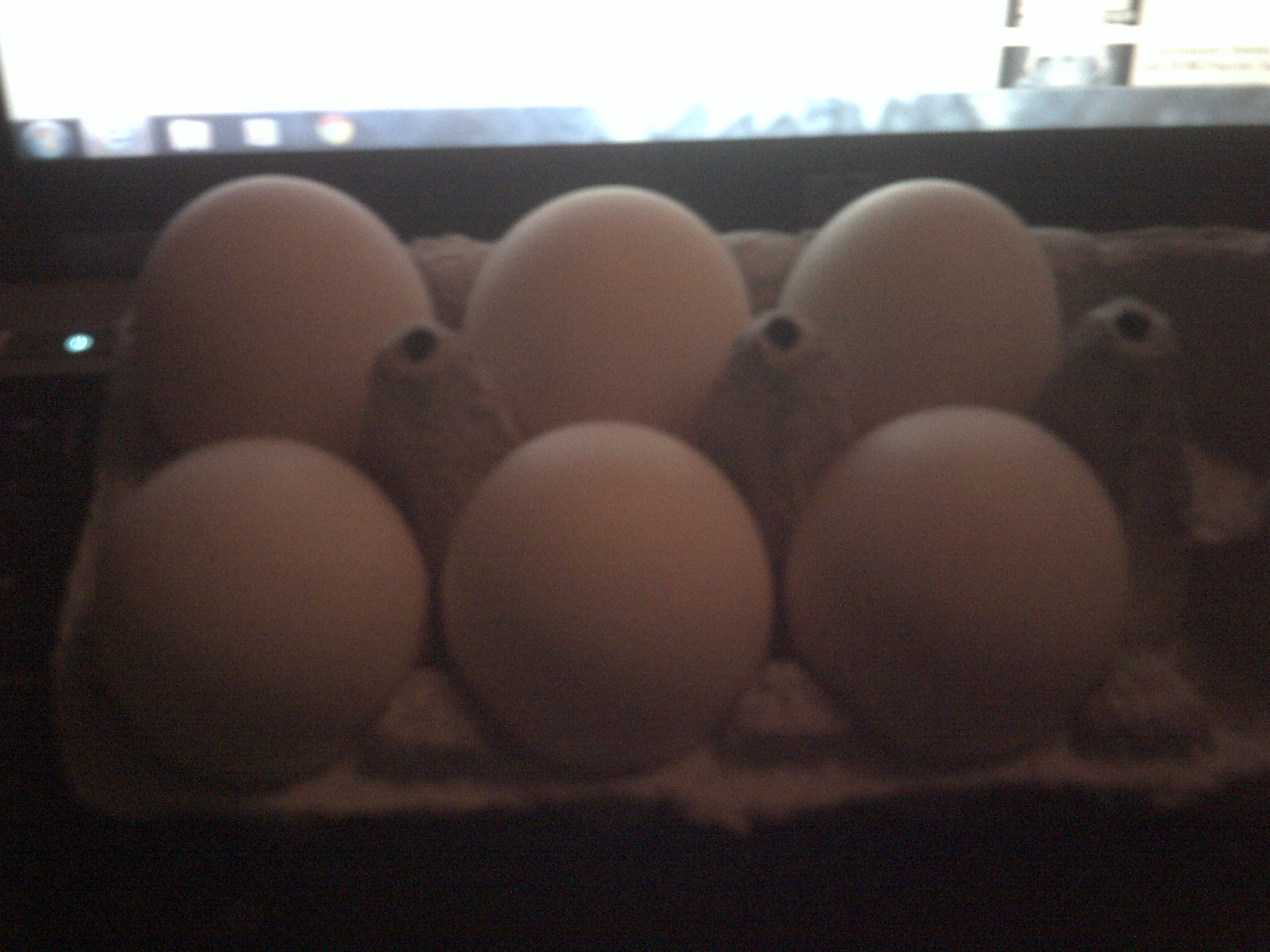 duck eggs resting before going into the incubator