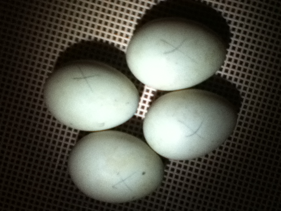 Duck Eggs