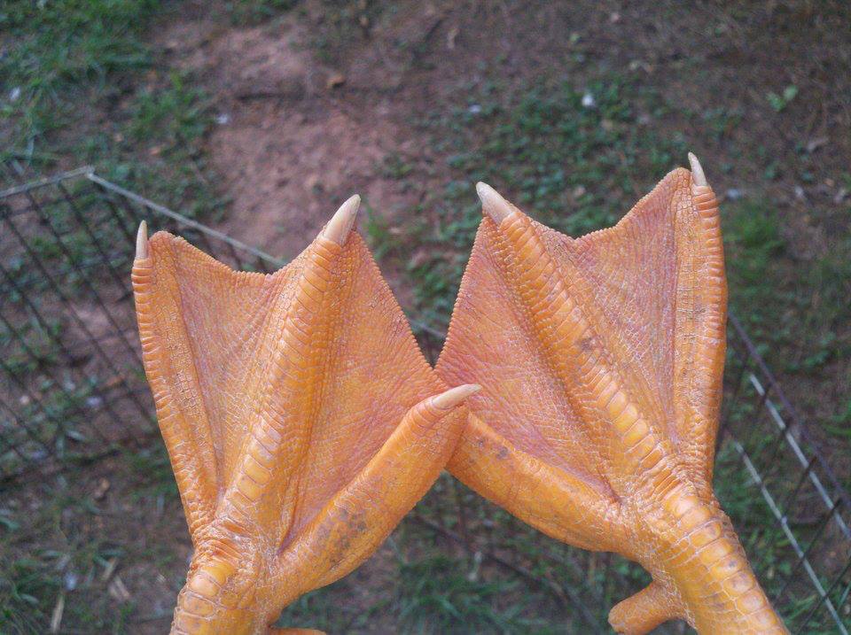 Duck feet are too cute!