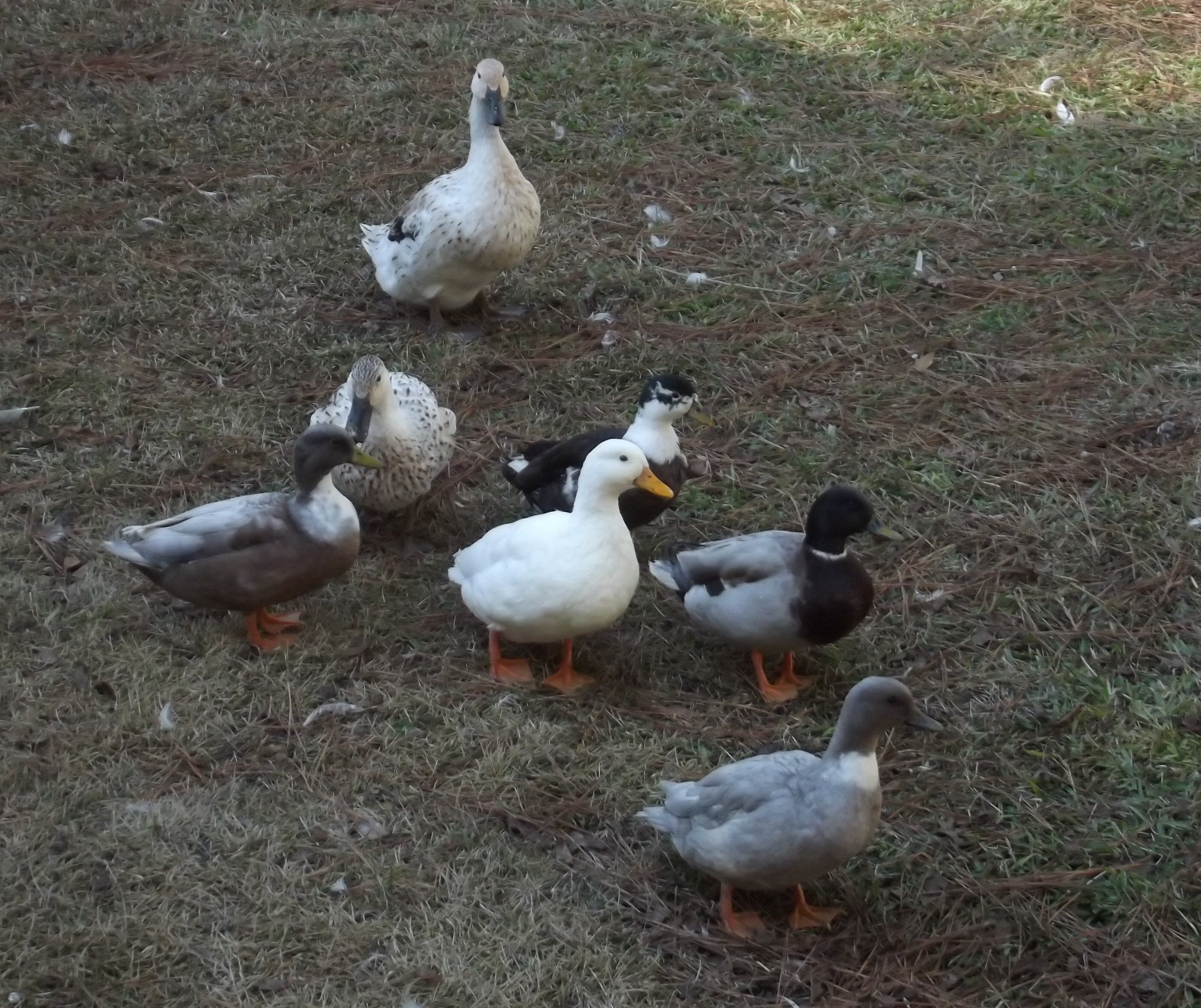Duck Flock.
