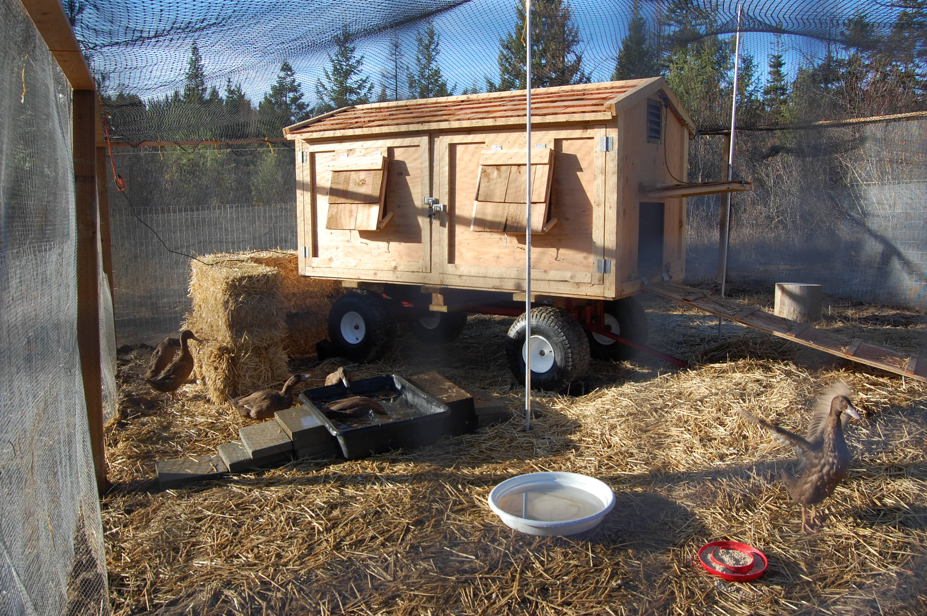 Duck house/gypsy wagon. Flock of 6 KCs. The hardware cloth goes 2 ft. into the ground around edge of pen and there's aviary netting above. Locks on all doors and windows (windows also have hardware cloth.)