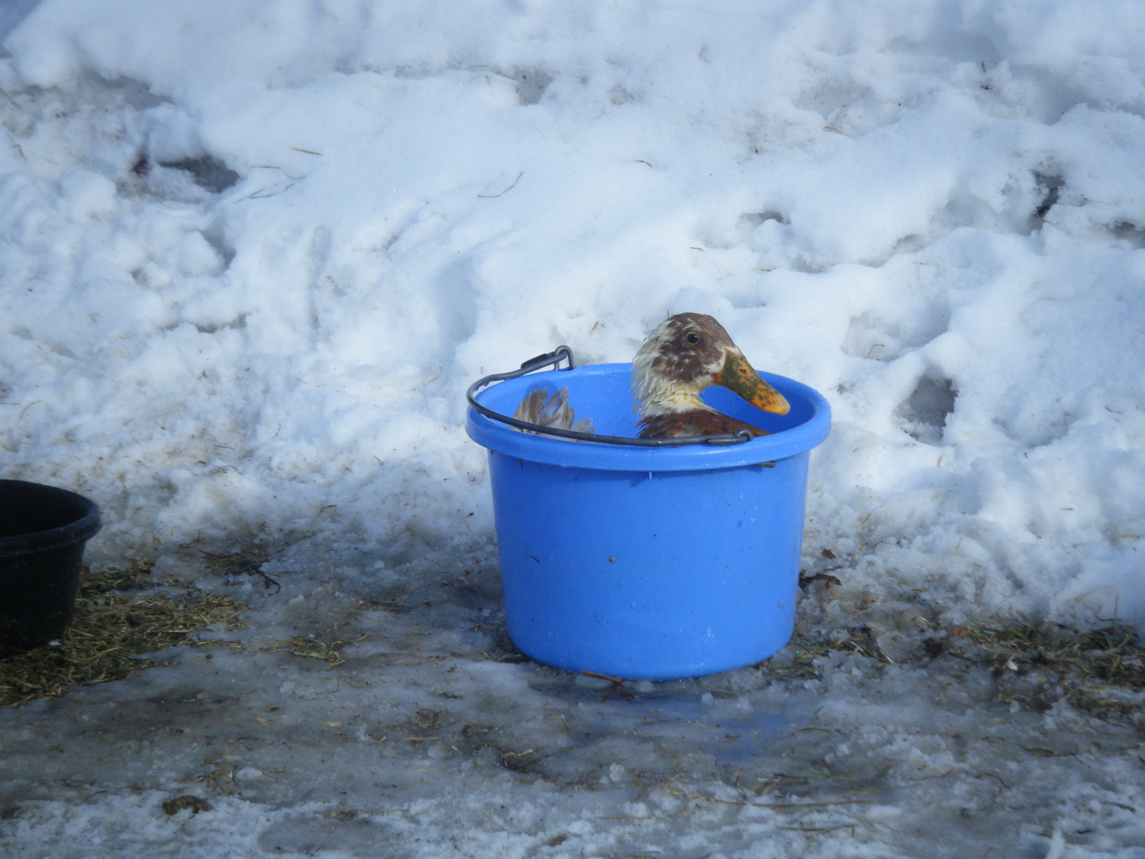 Duck in a Bucket