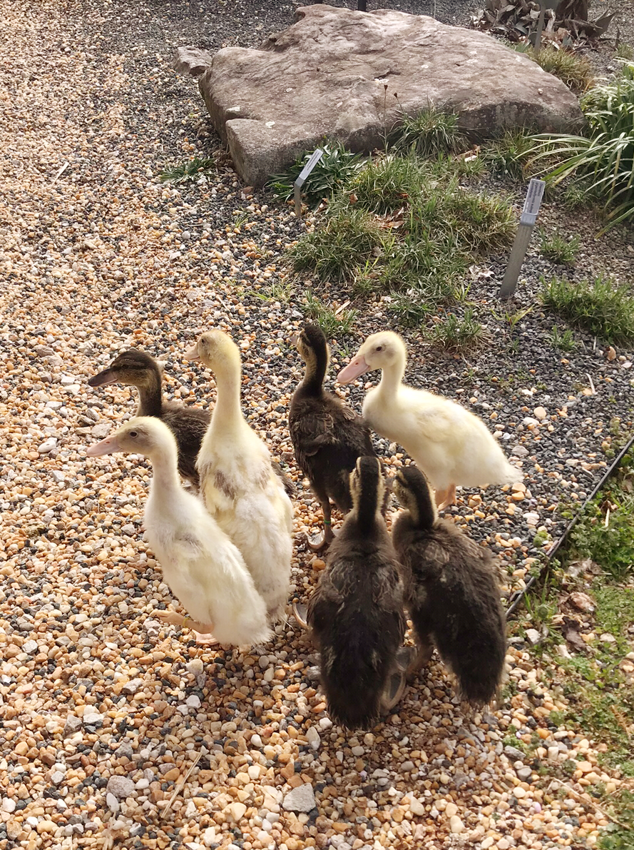 Duck photoshoot