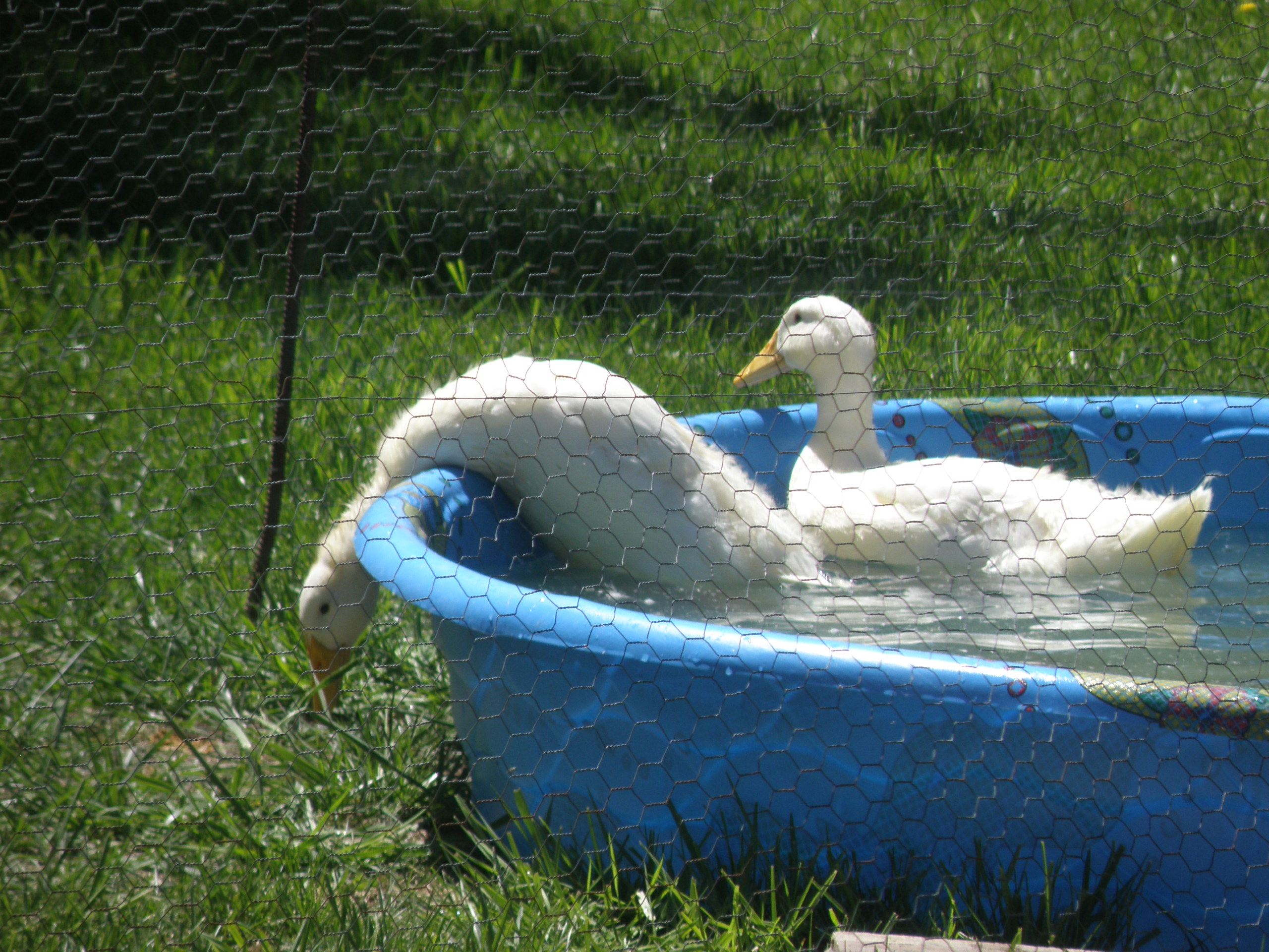 Duck reaching over side of pool.