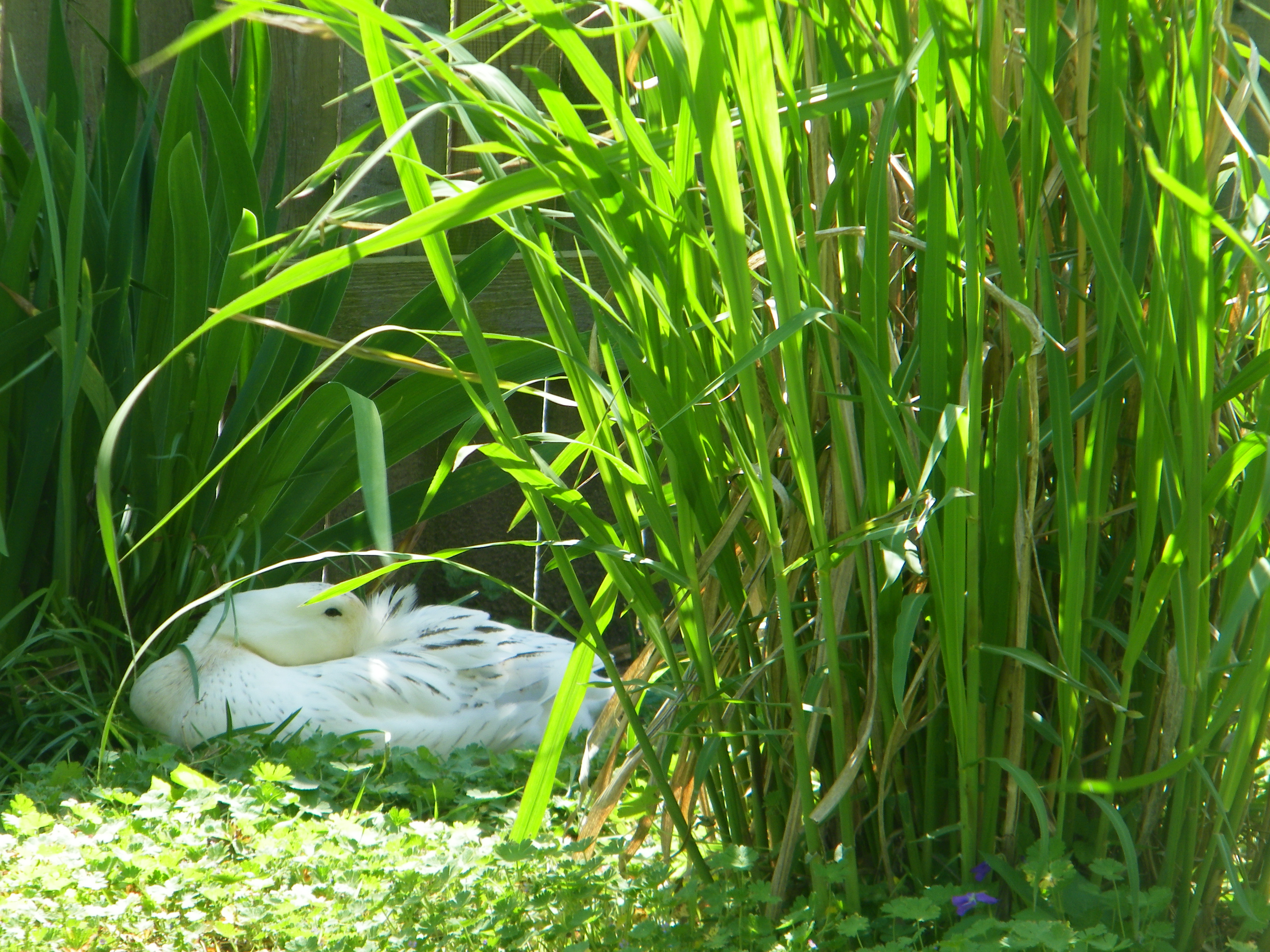 Duck sleeping in the grass