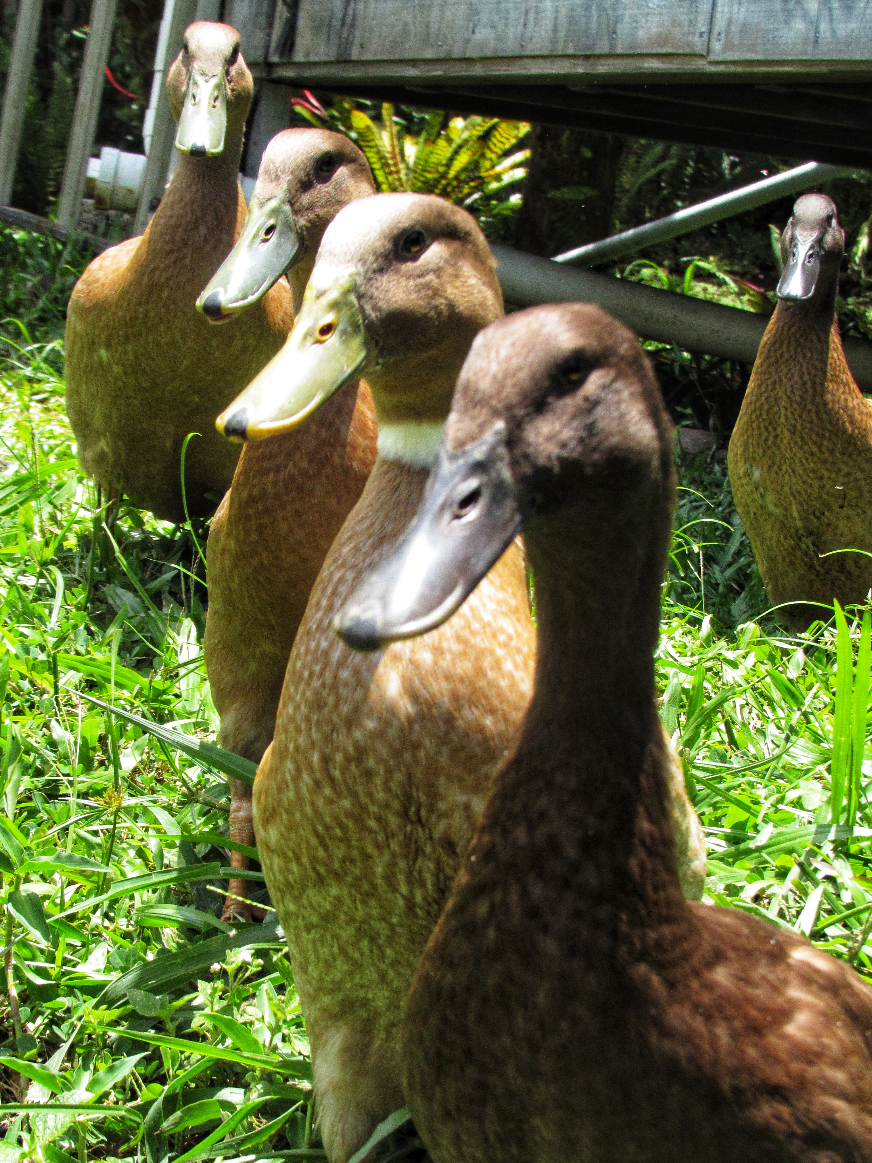 Duck Squad!