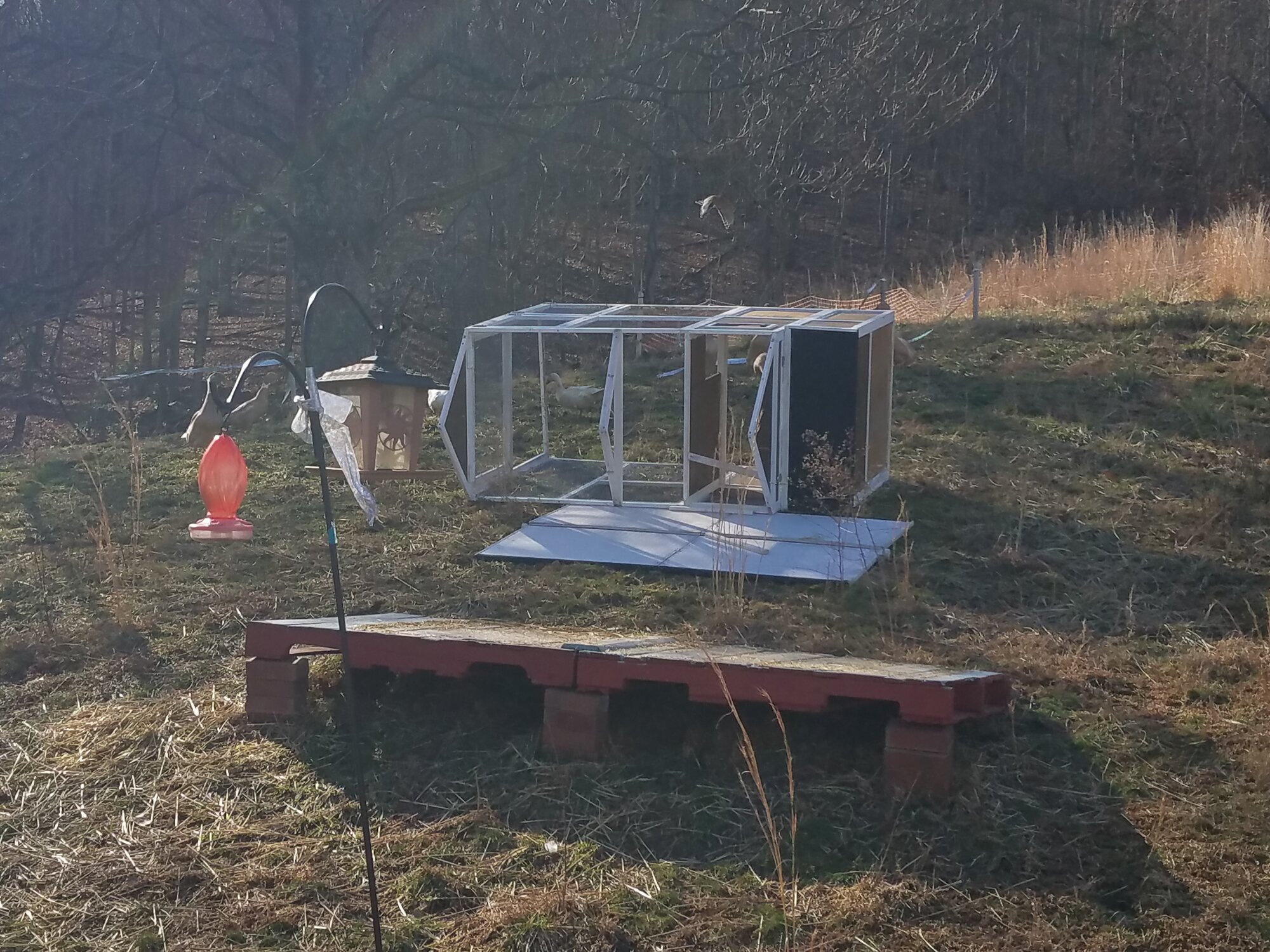 Duck vacation home blown over - and a hawk
