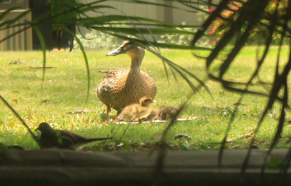 Duck with its ducklings