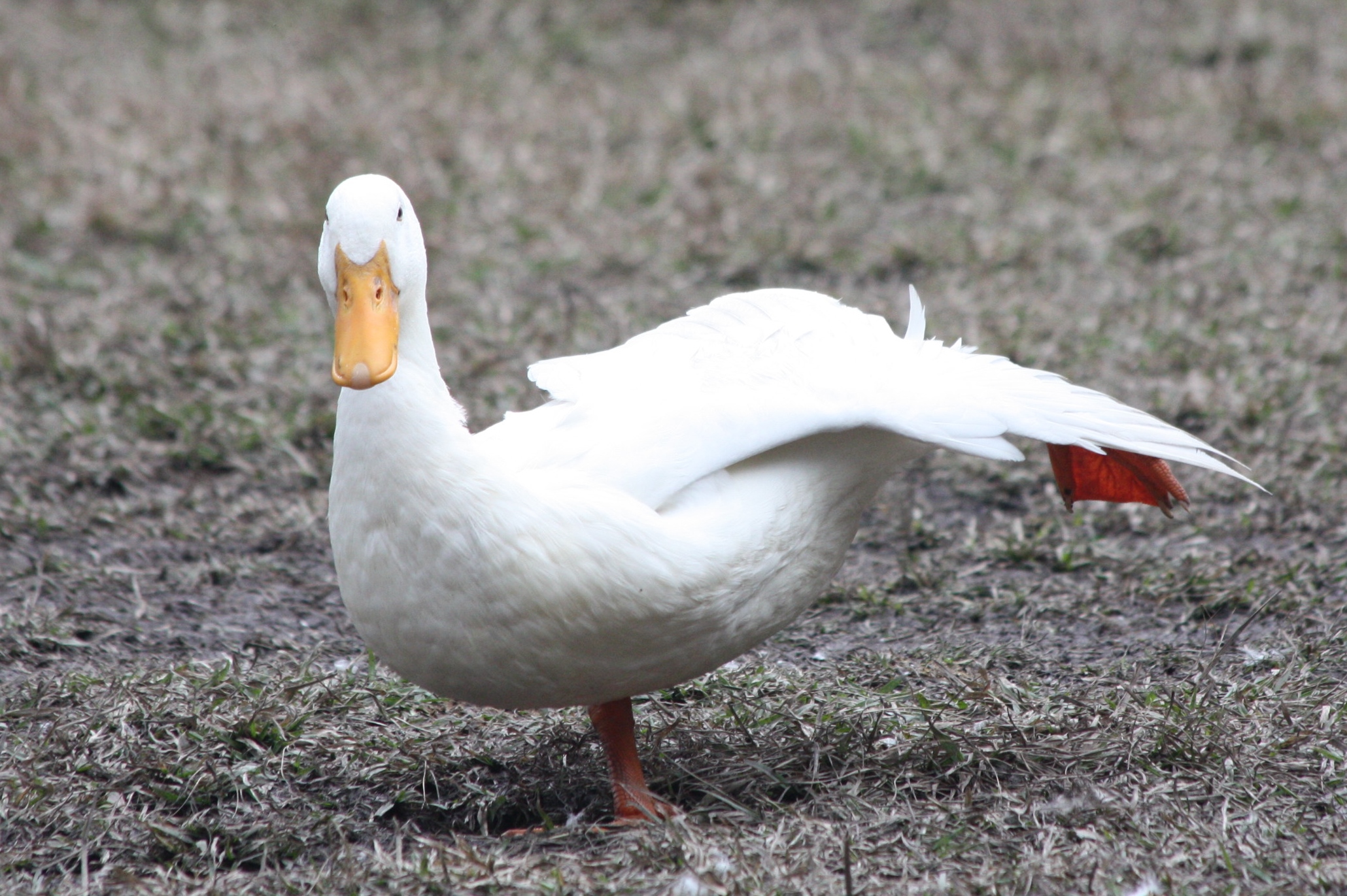 Duck yoga