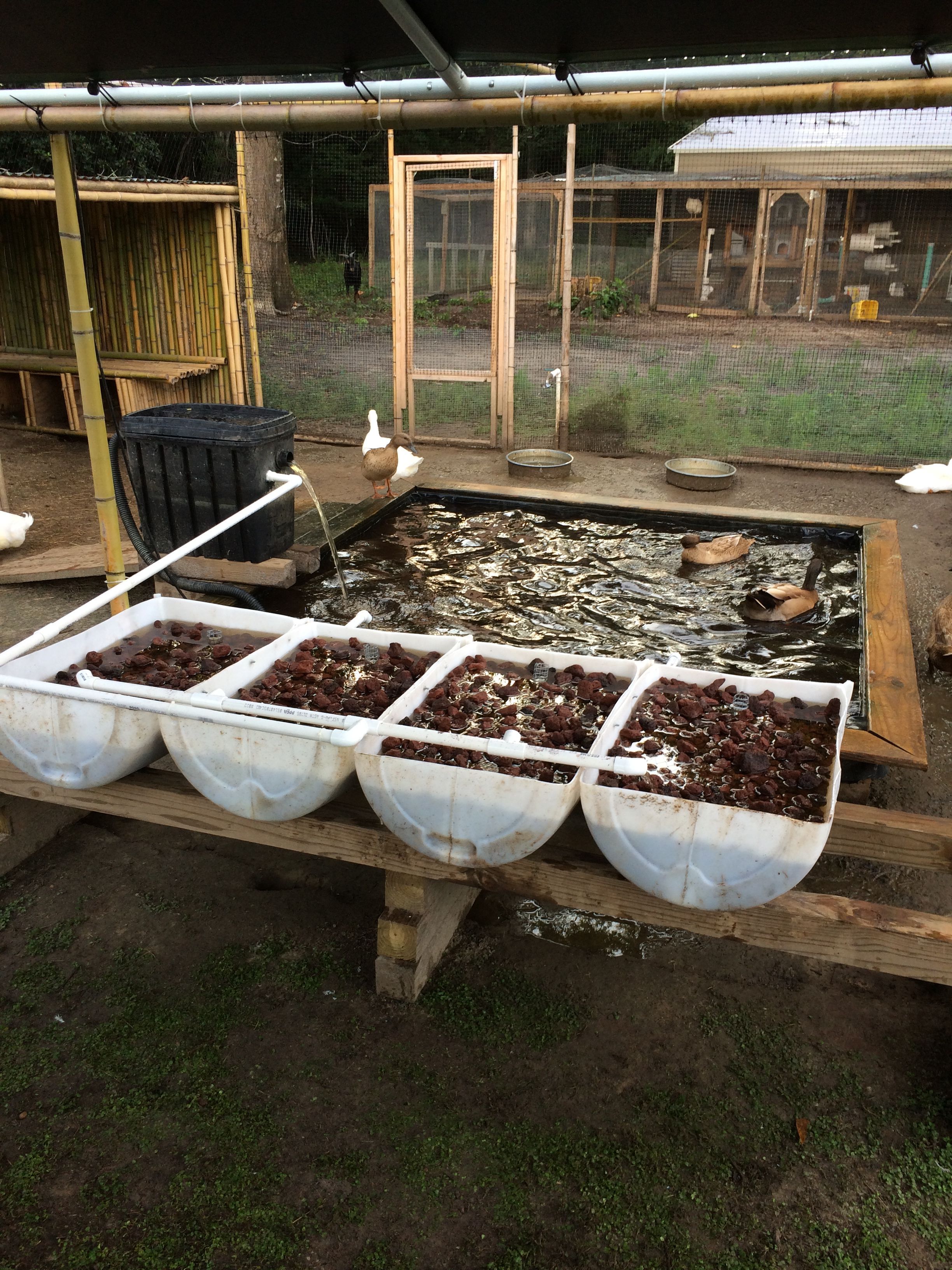 Duckaponics systems for growing duck food and cleaning water