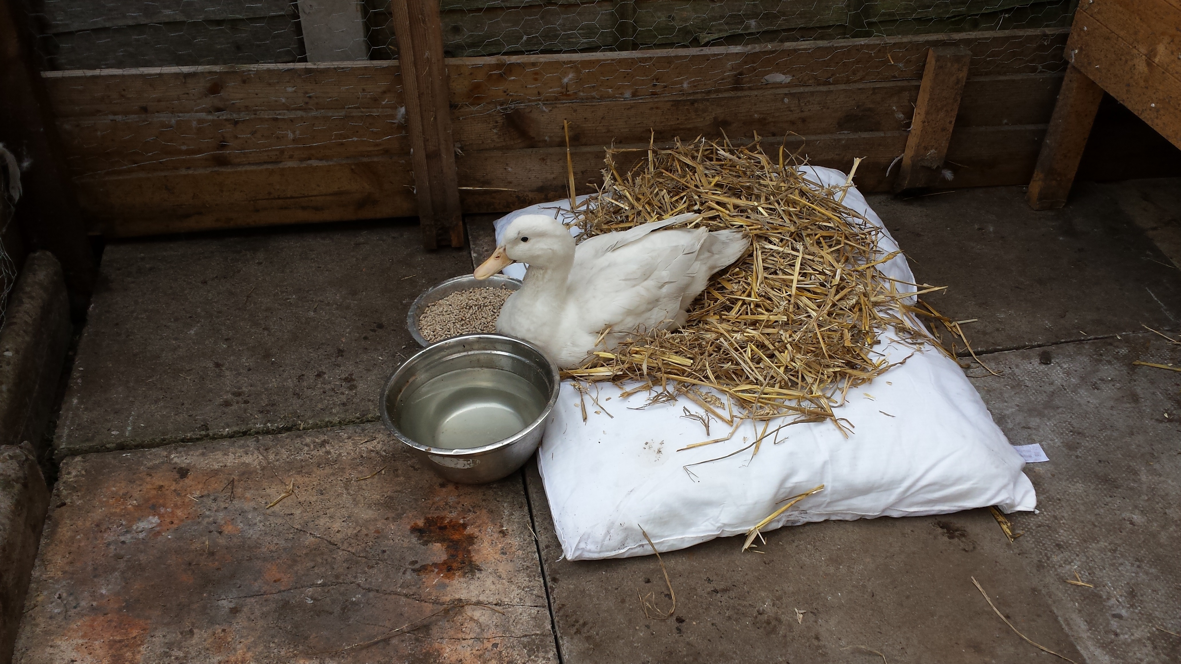 DuckDuck when she couldn't walk