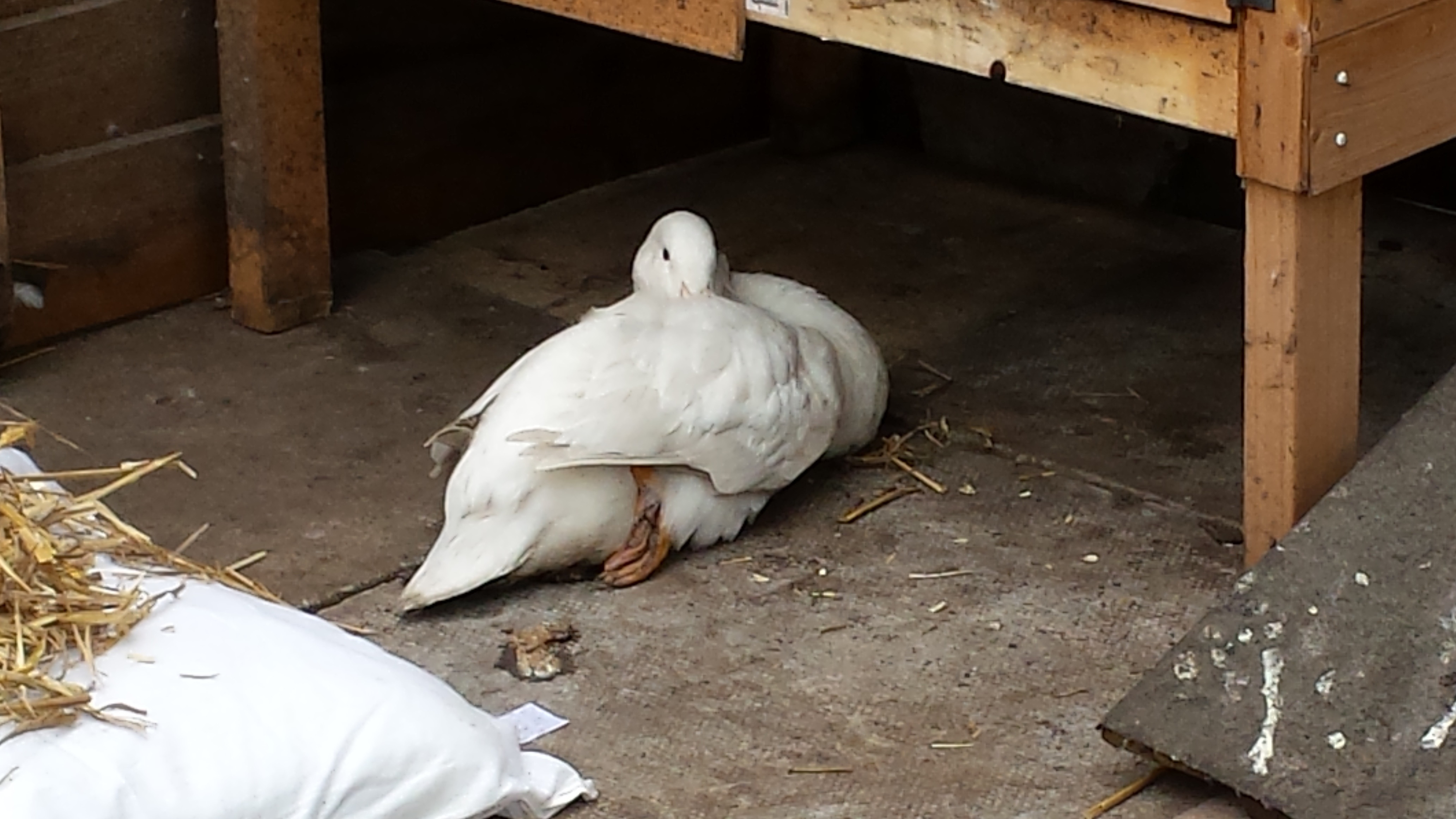 DuckDuck's sore foot