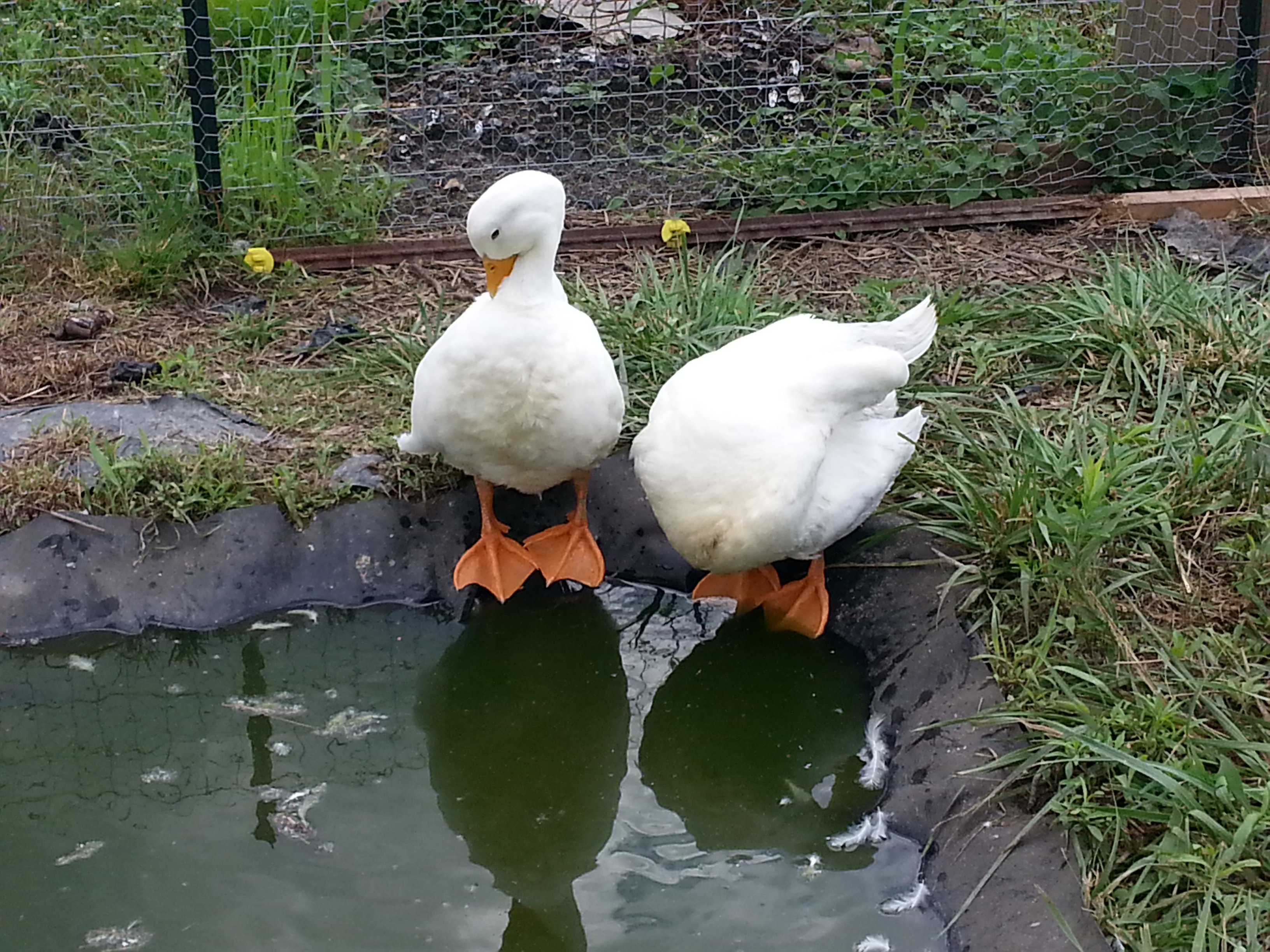 duckers