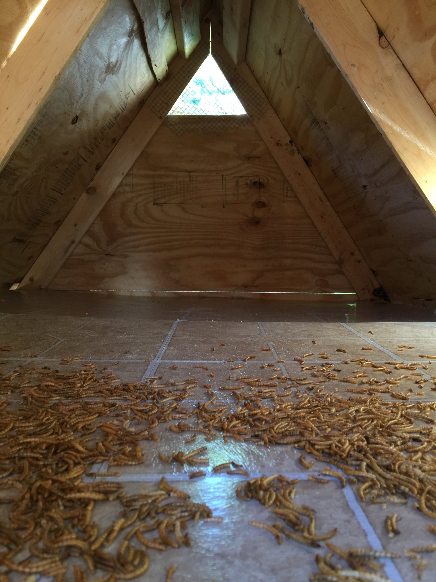 Duckhouse4