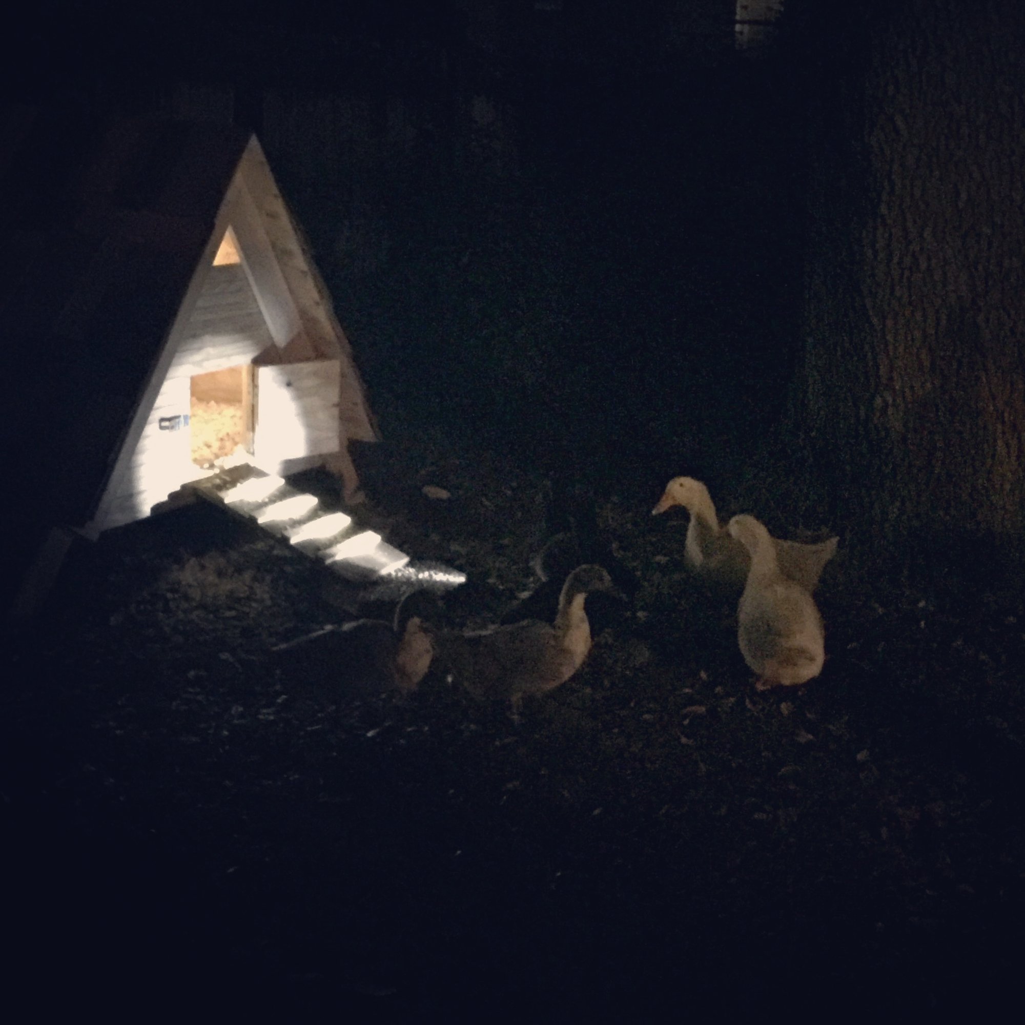 Duckhouse5