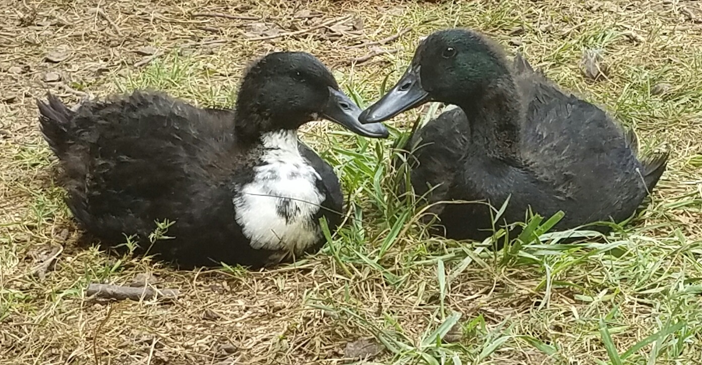 Duckie and Andie, our 6 week old Cayuga ducklings. August 2016