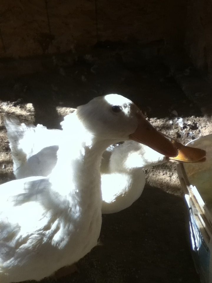 Duckie and Charles drinking water lol