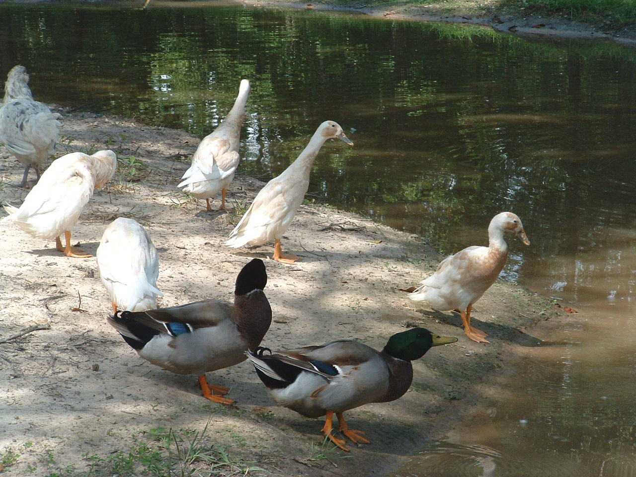 Duckie grooming time.