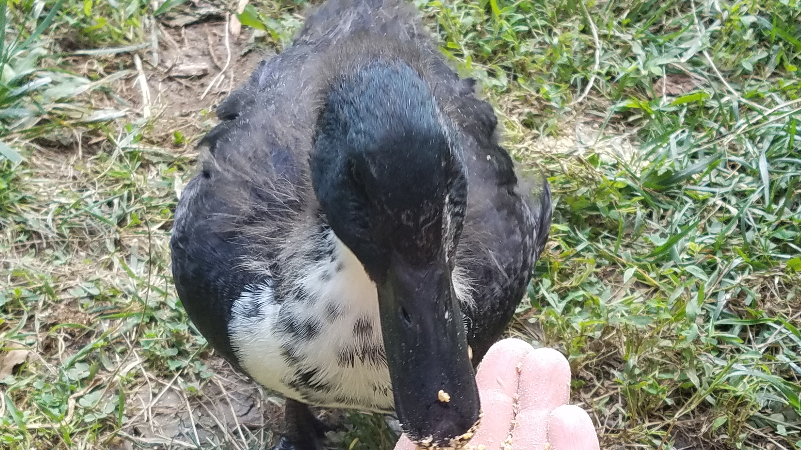 Duckie our 6 week old cayuga duck.