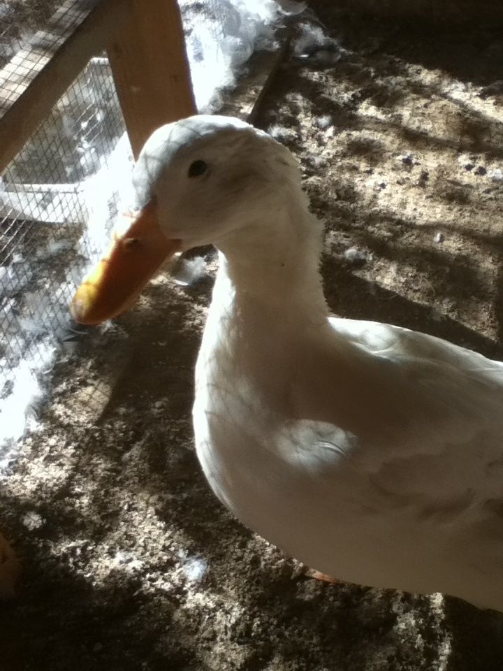 Duckie :)