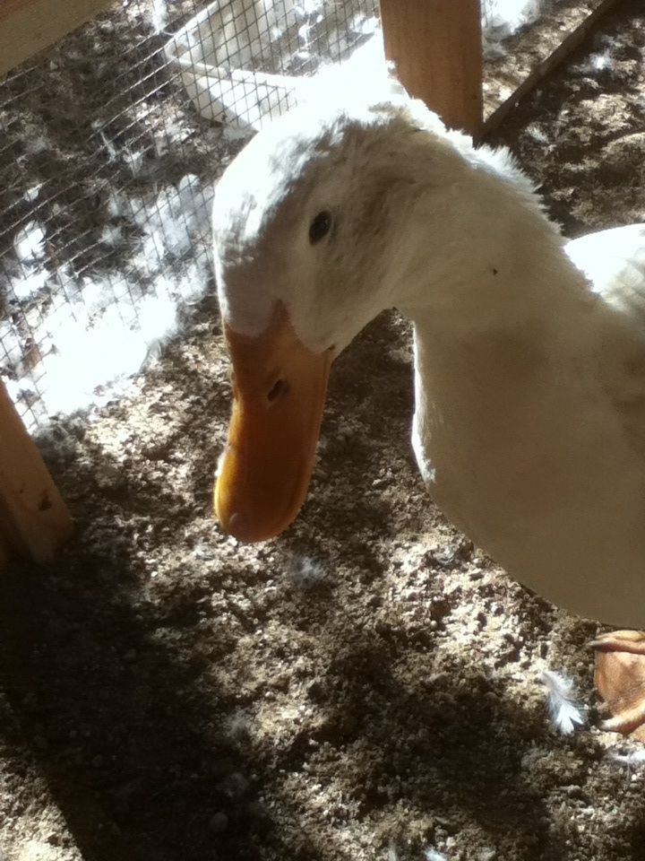 Duckie :)