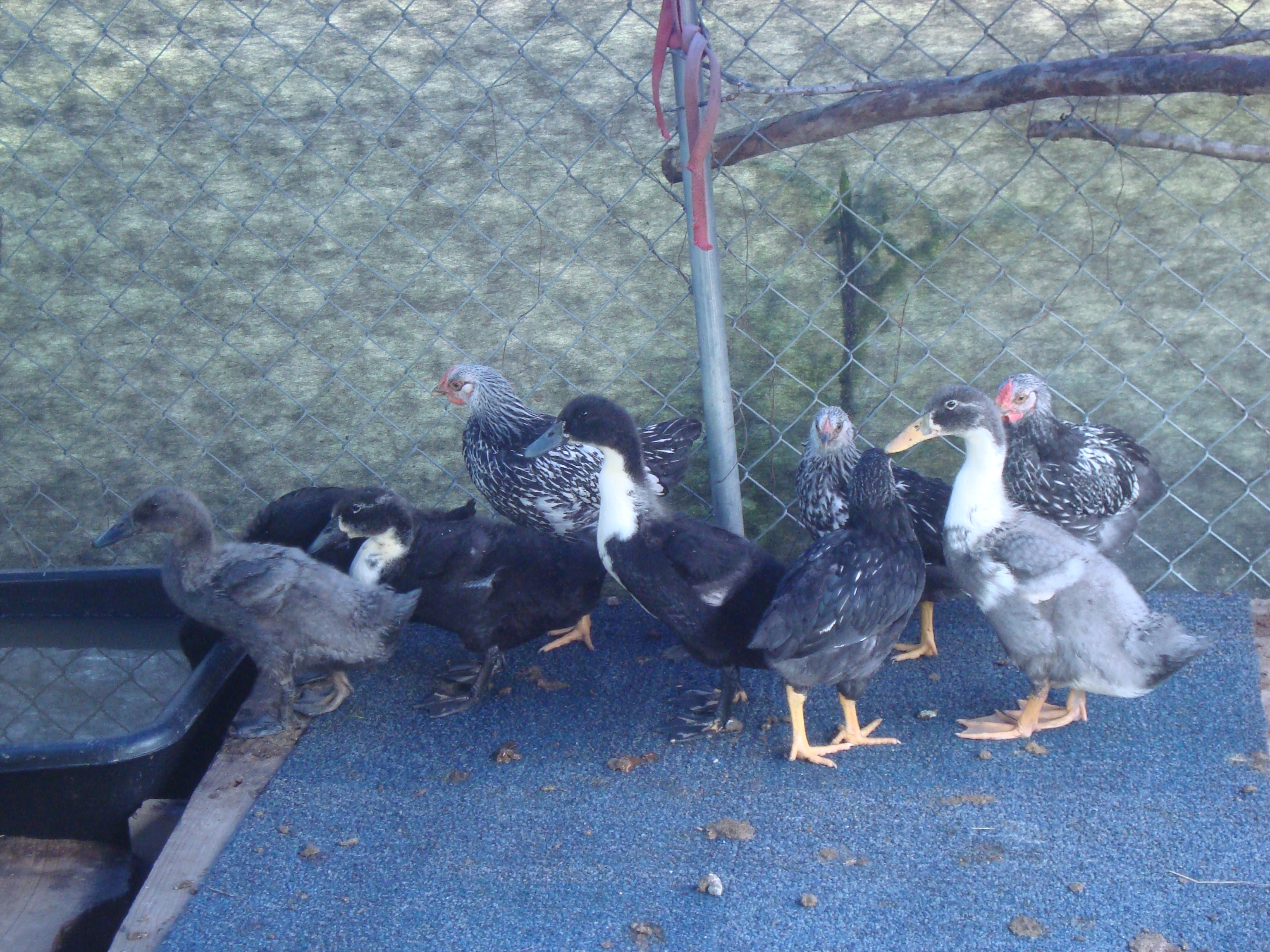 Duckies are getting bigger!