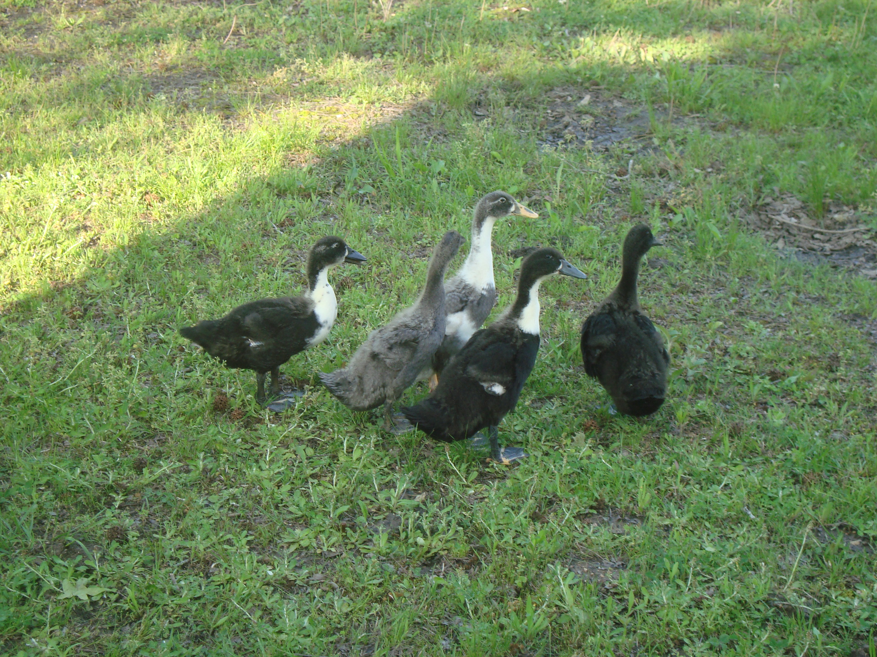 Duckies are getting bigger!