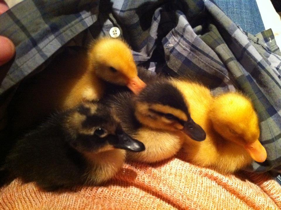 Duckies when we first brought them home.