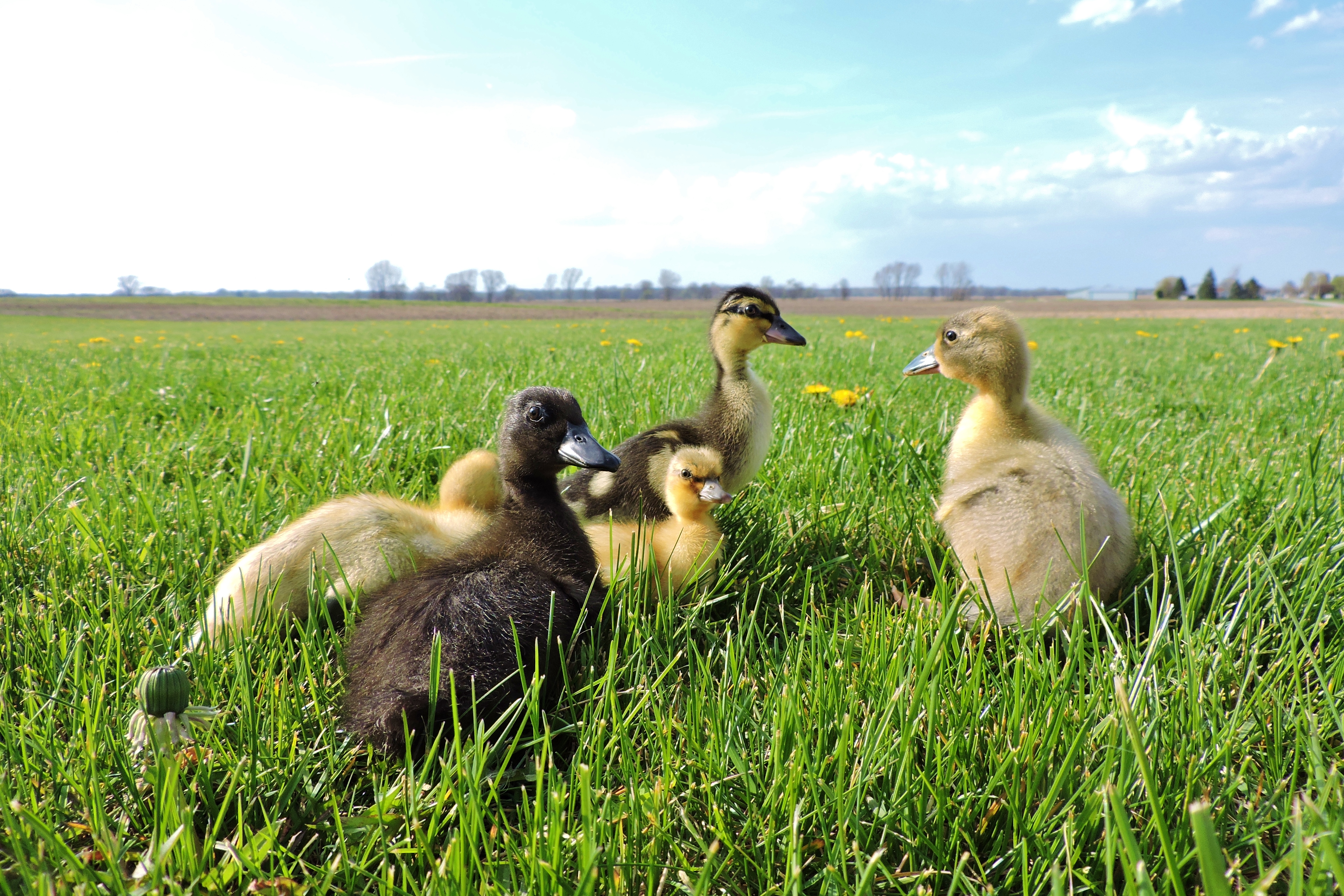 DUCKIESSSS!!!