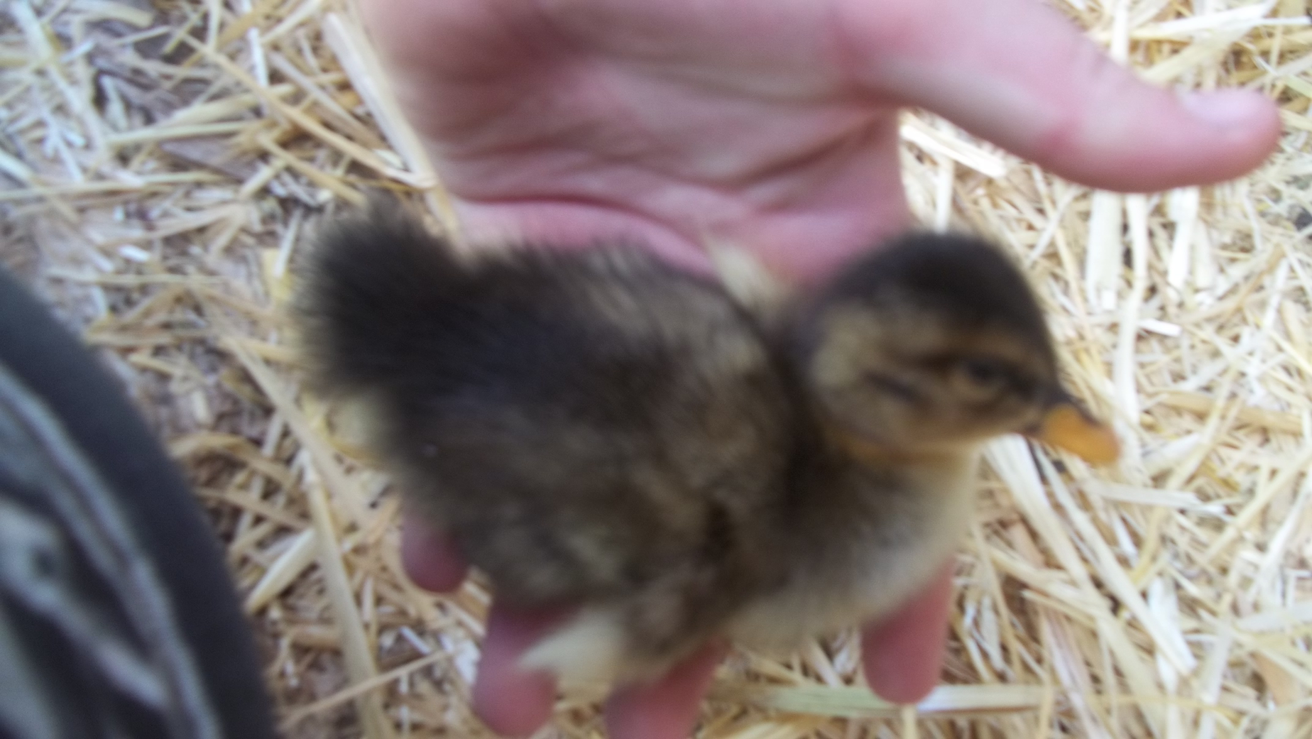 Duckling #2