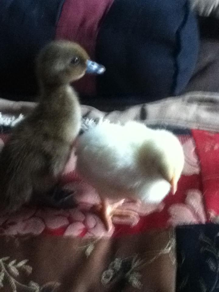 *
duckling and leghorn from last march from tractor supply