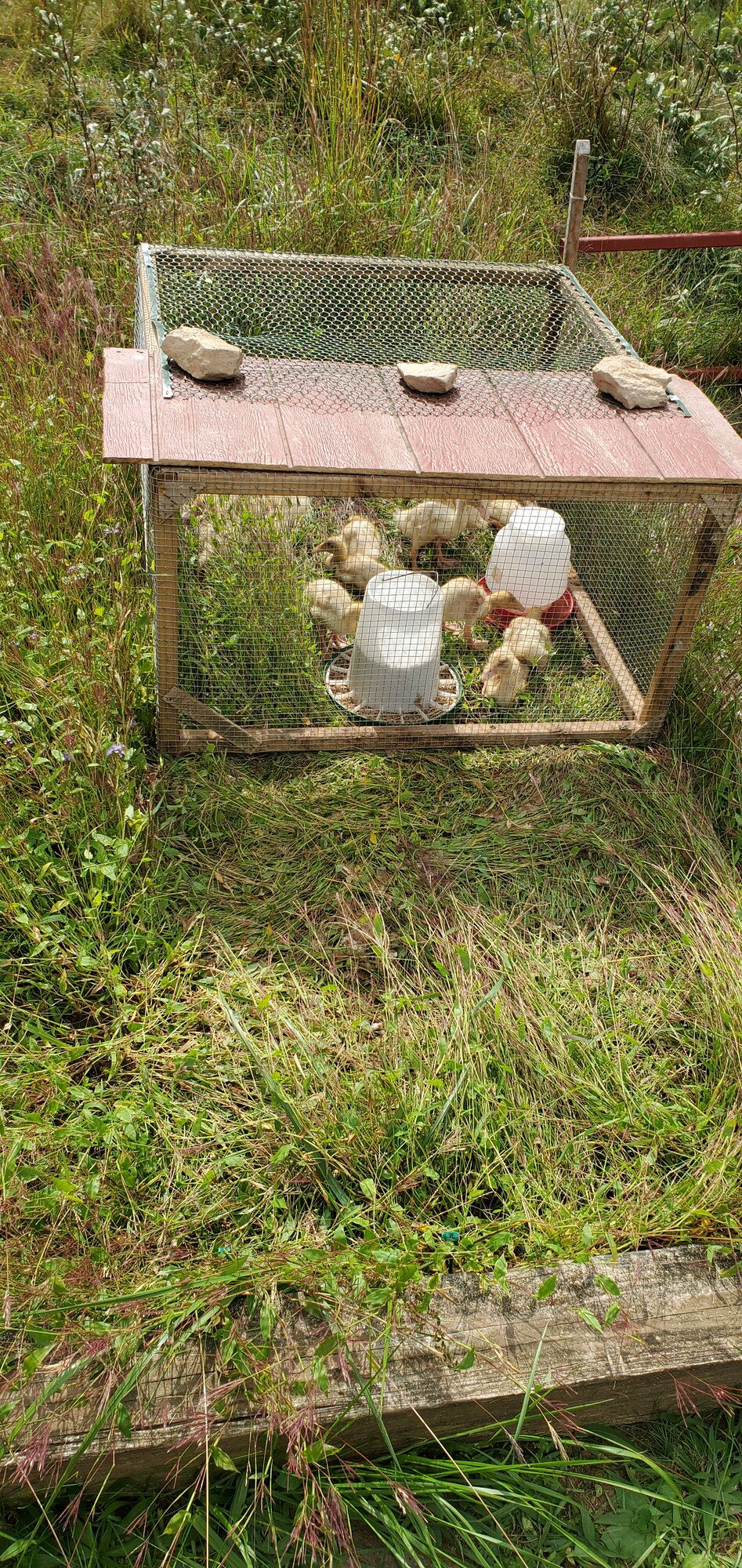 Duckling-Box used as a duckling tractor