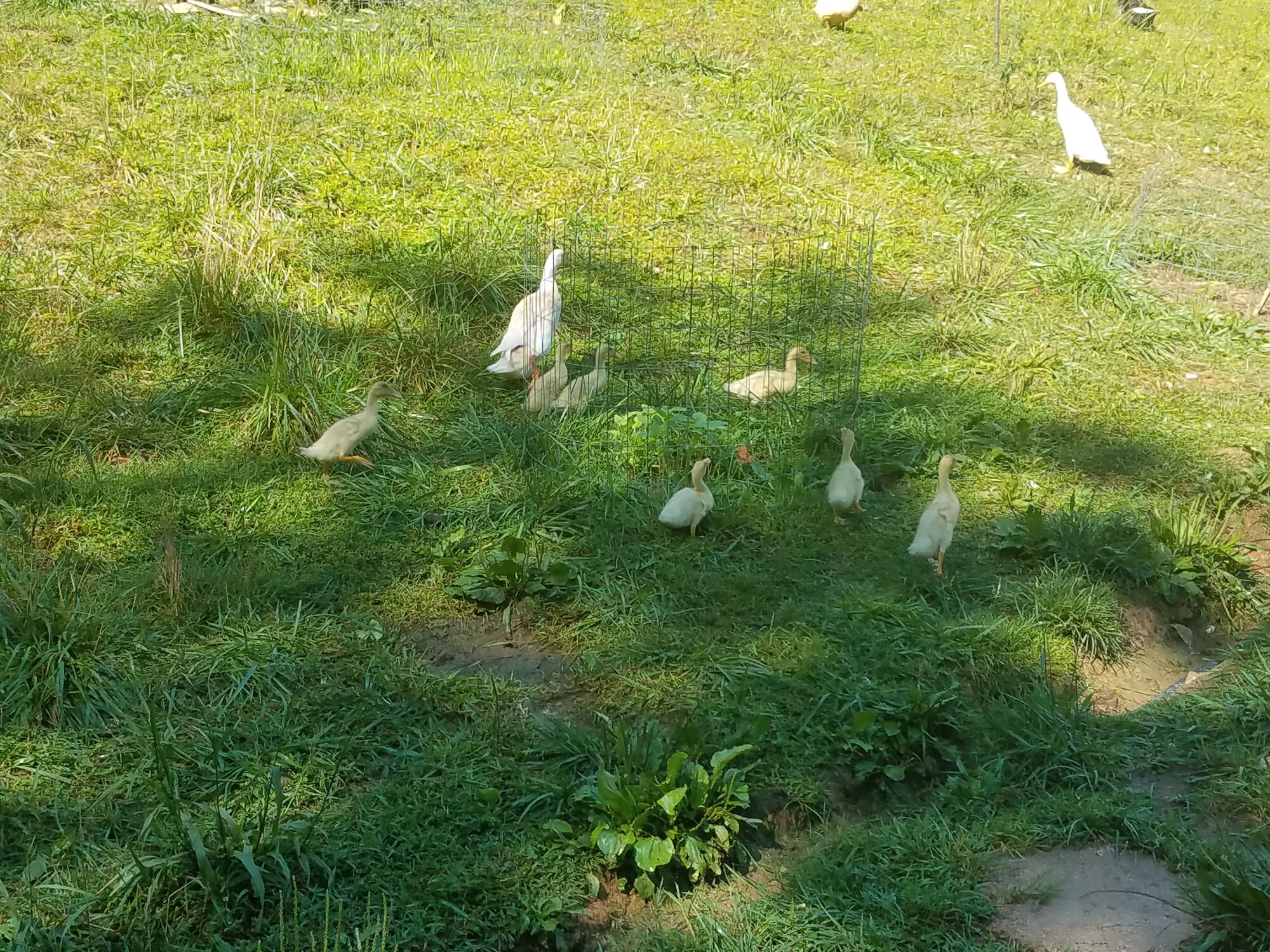 Duckling exploration
