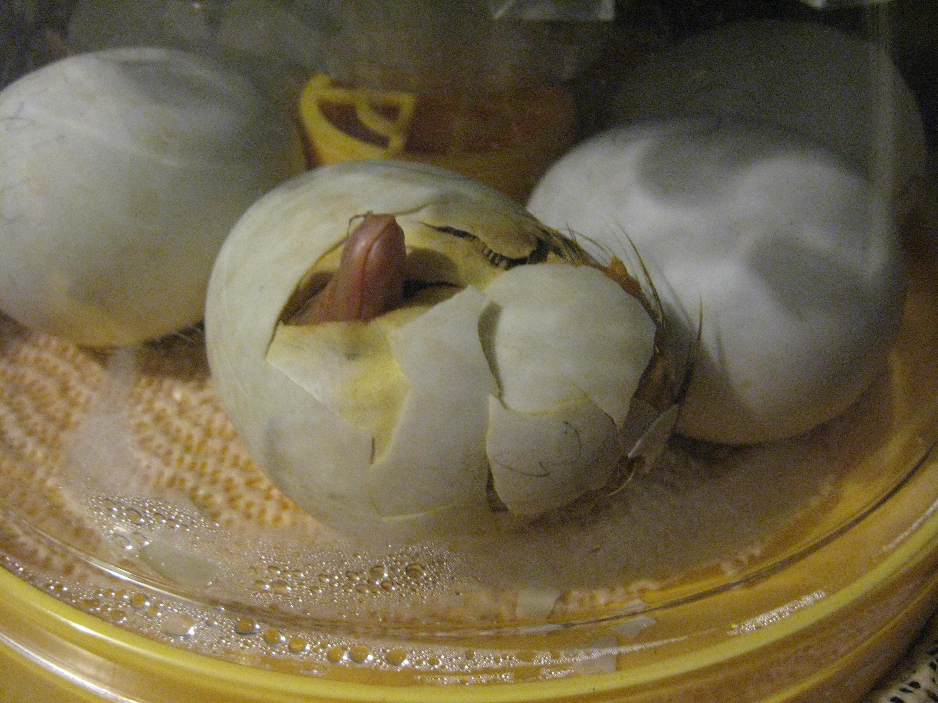 Duckling hatch start