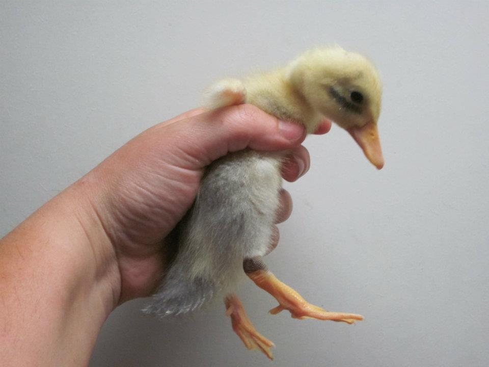 Duckling we named "Garrett" after my boyfriends brother. Don't know the gender yet but wanted to give a nod to his duck obsessed brother!
