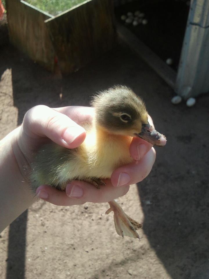 Duckling.