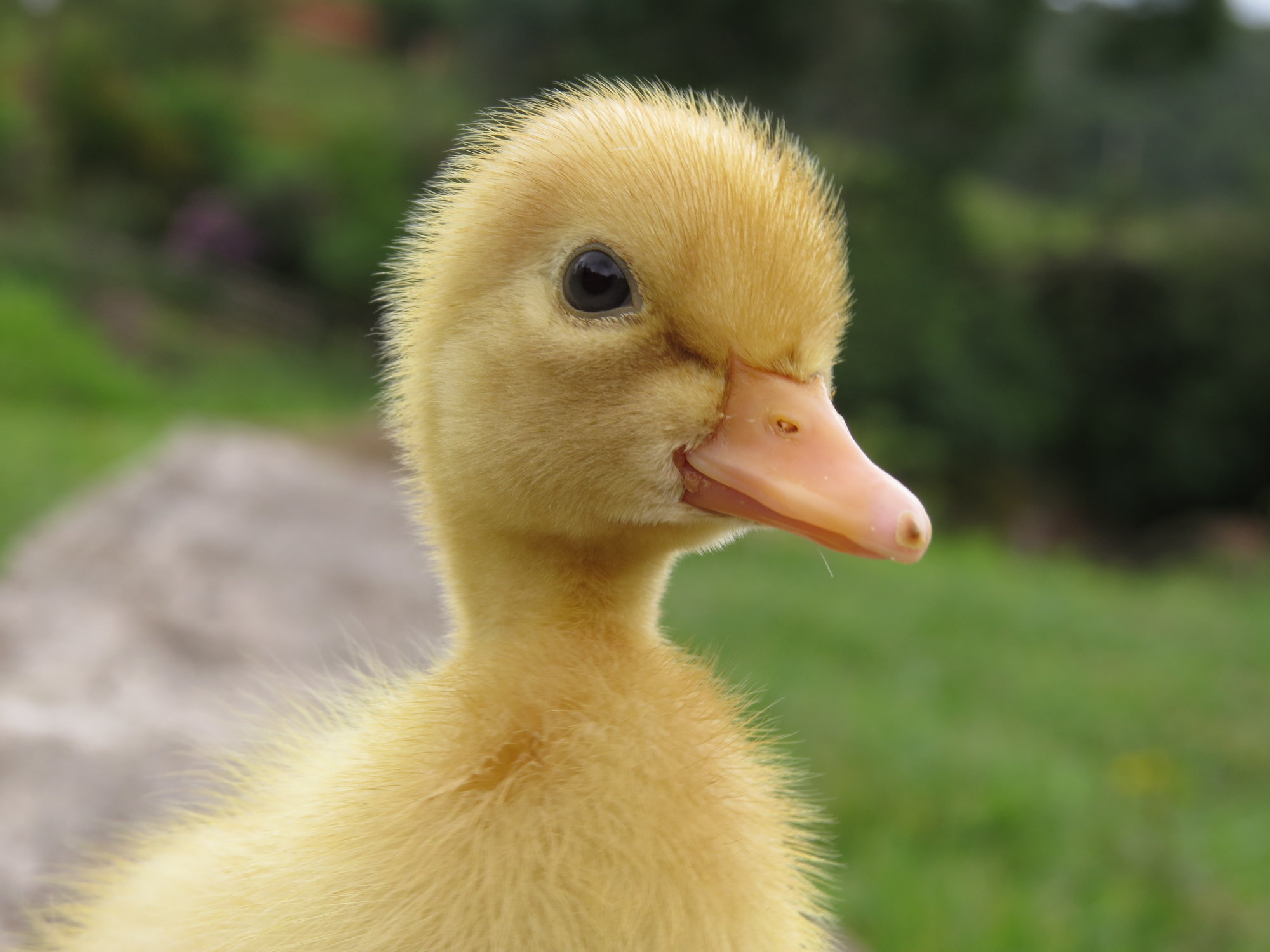 Duckling