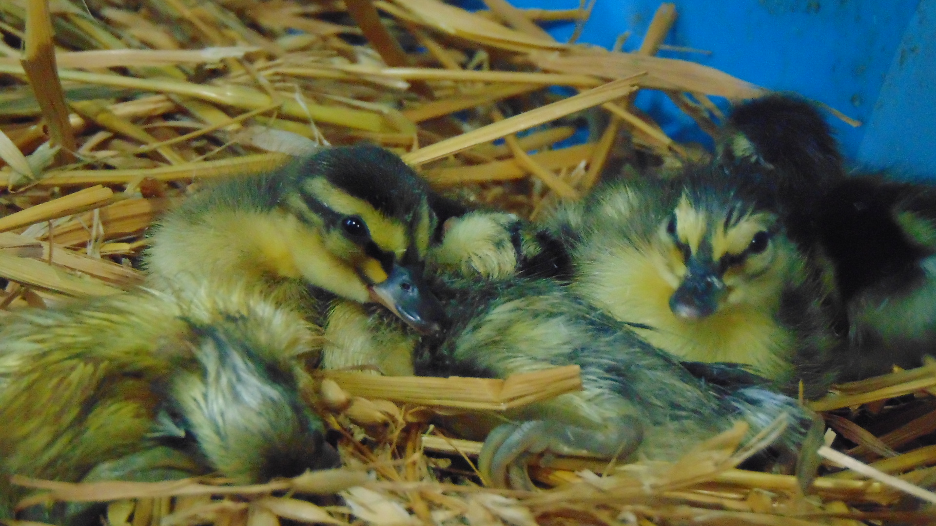ducklings 001.JPG